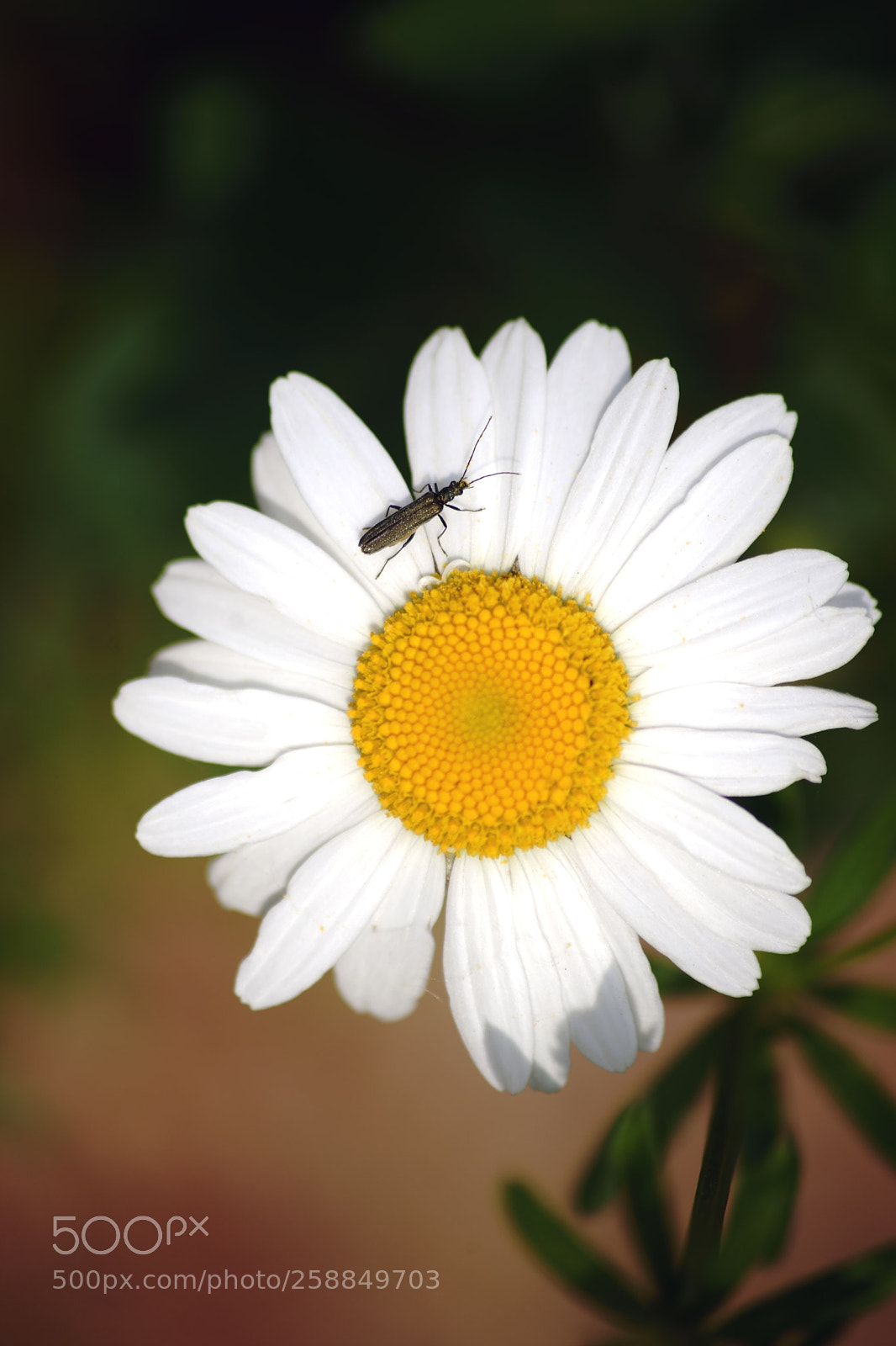 Sony a7 II sample photo. False blister beetle on photography
