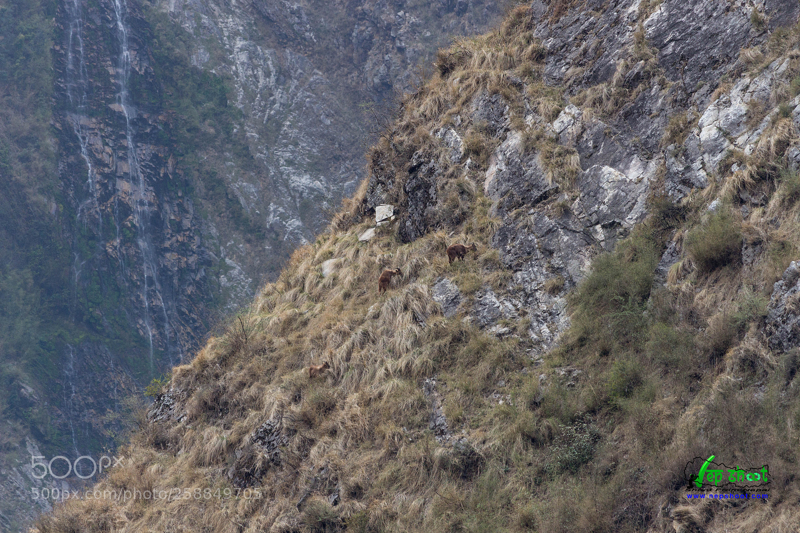Canon EOS 700D (EOS Rebel T5i / EOS Kiss X7i) sample photo. Himalayan tahr photography