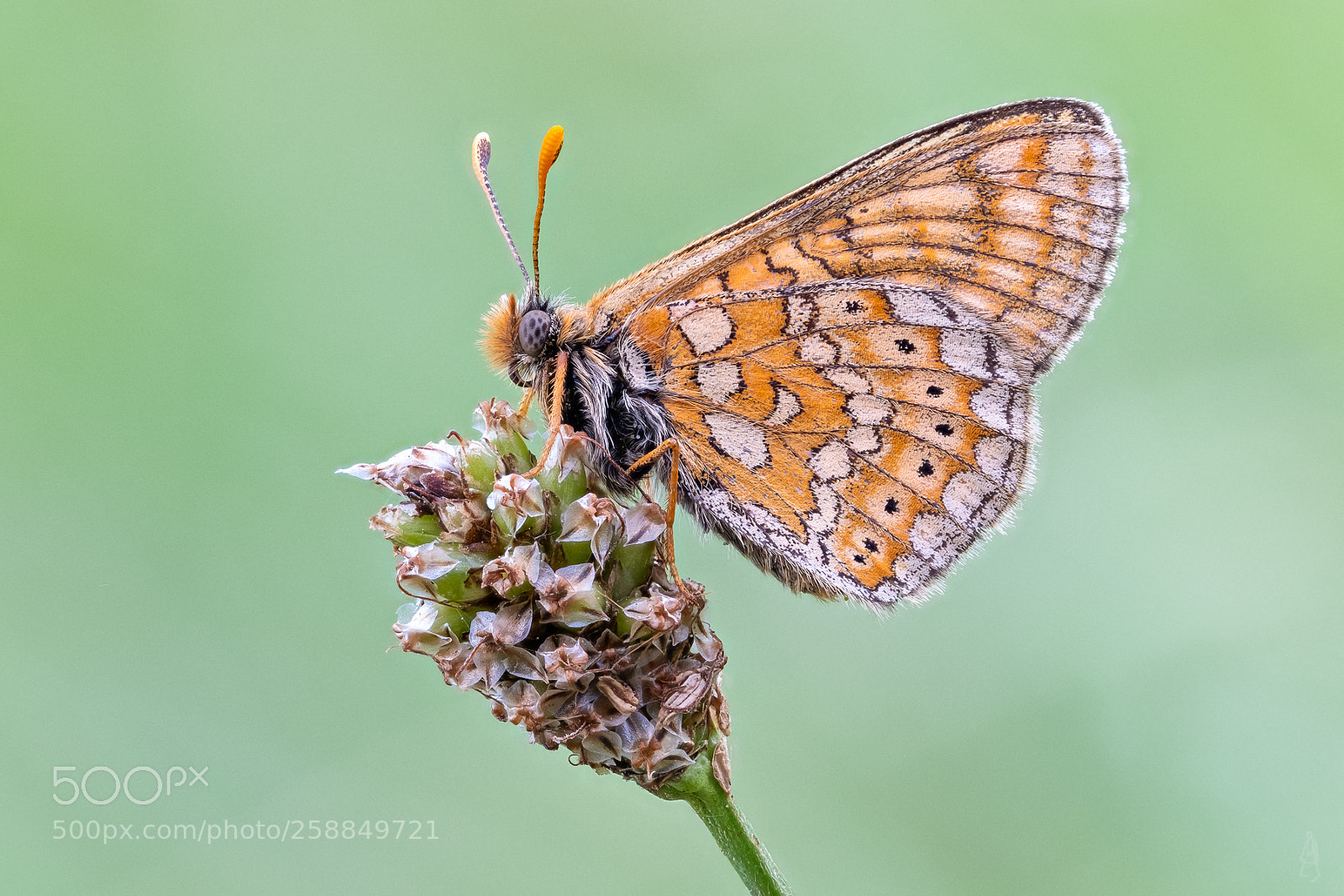 Fujifilm X-T2 sample photo. Golden fritillary photography