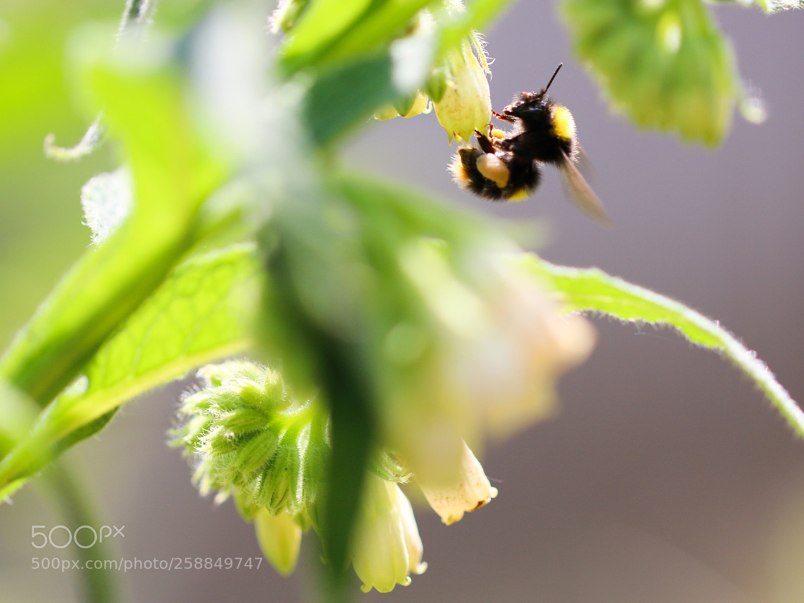Canon EOS 70D sample photo. Bumblebee photography