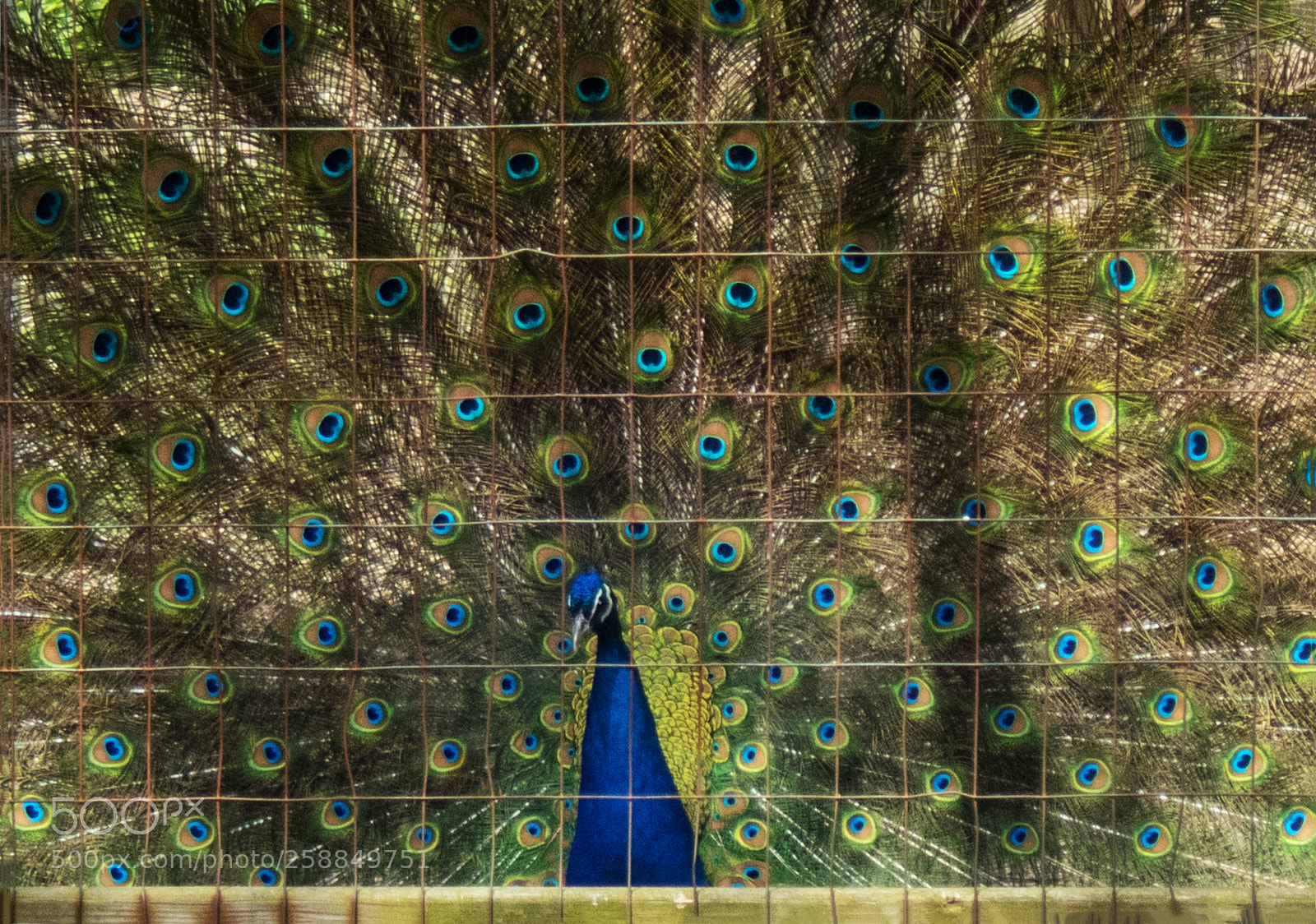 Olympus TG-5 sample photo. The peacock photography