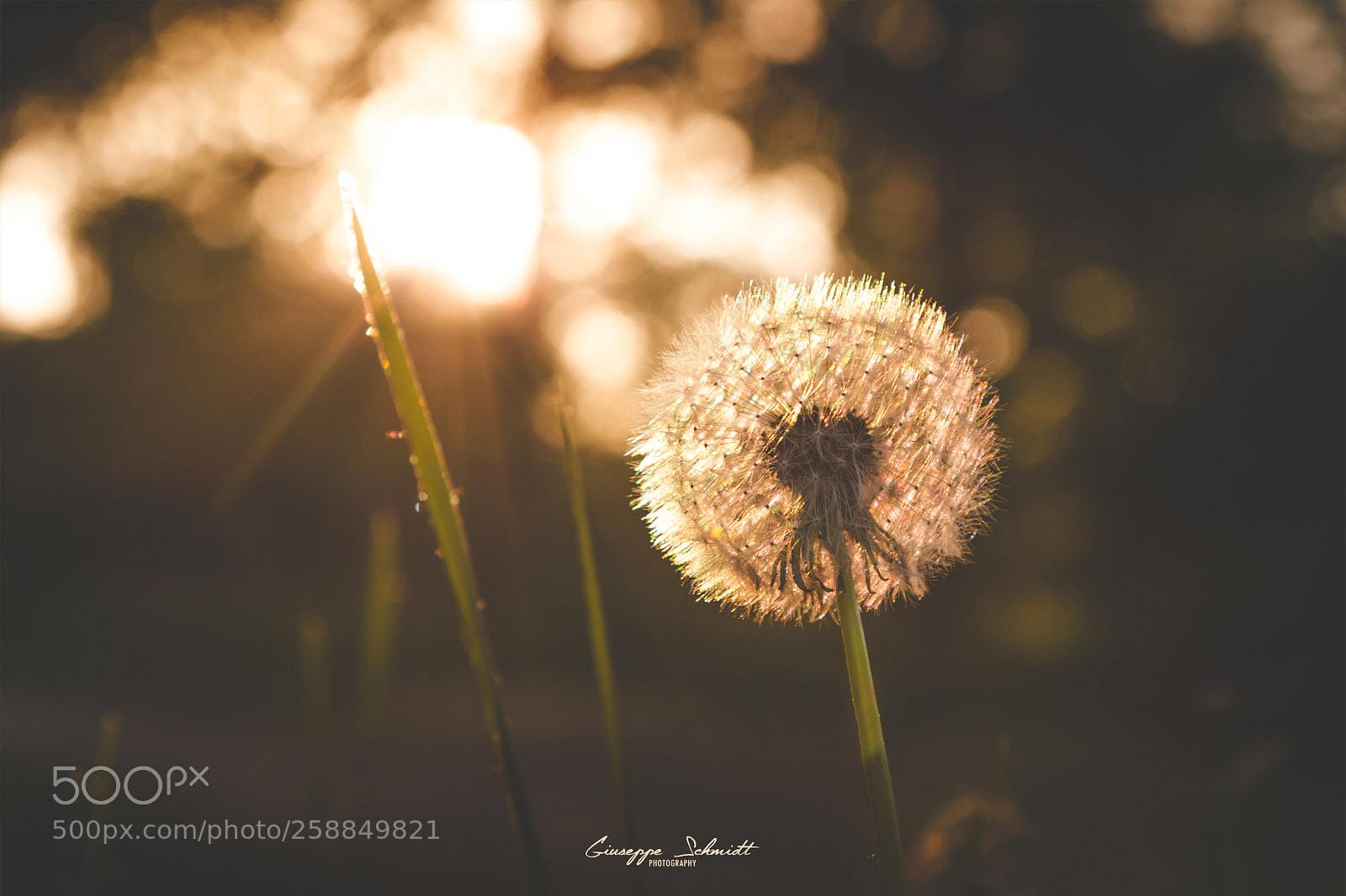 Canon EOS 80D sample photo. Sunset dandelion photography