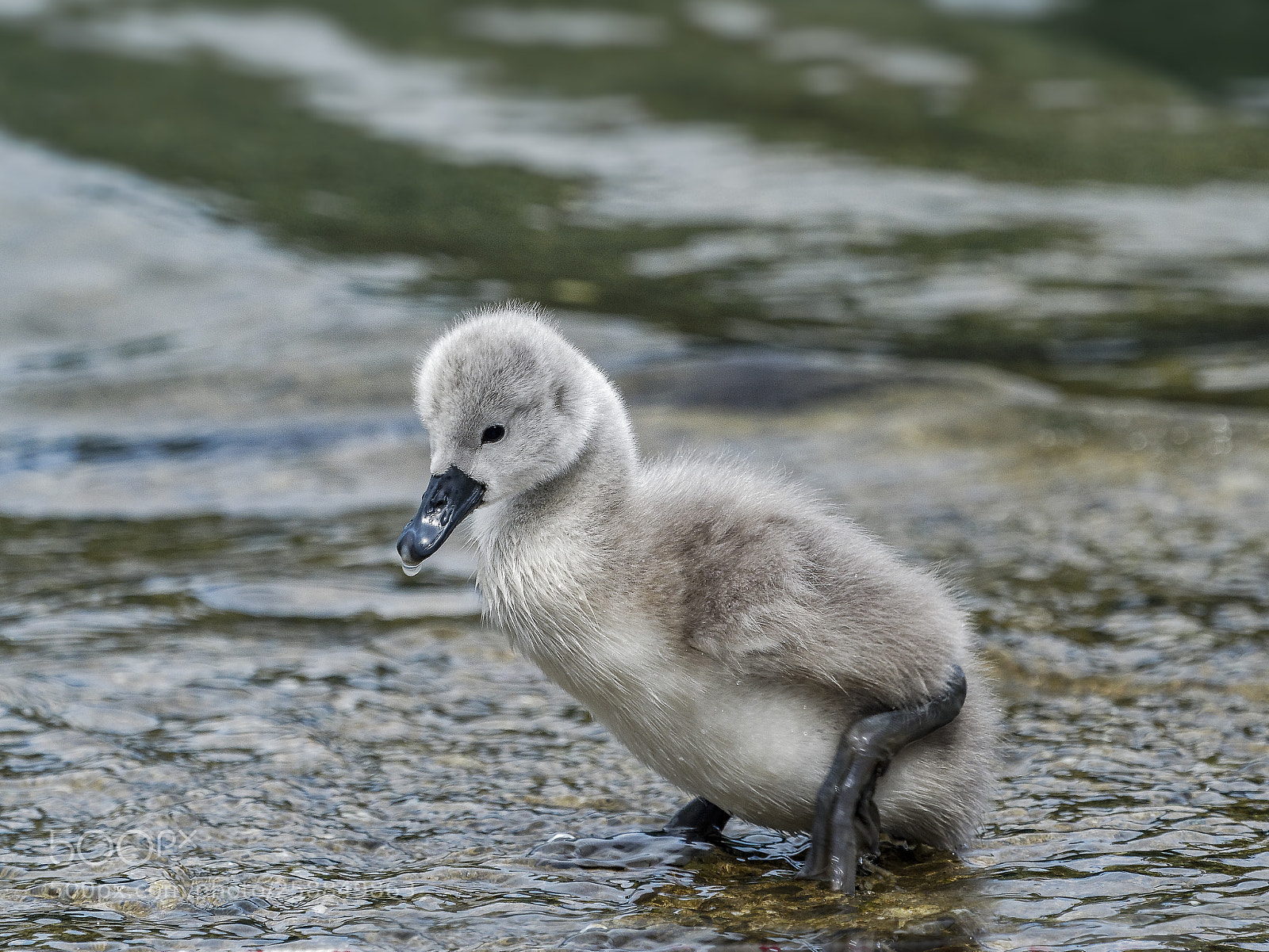 Olympus OM-D E-M1 Mark II sample photo. Swanling 1 photography