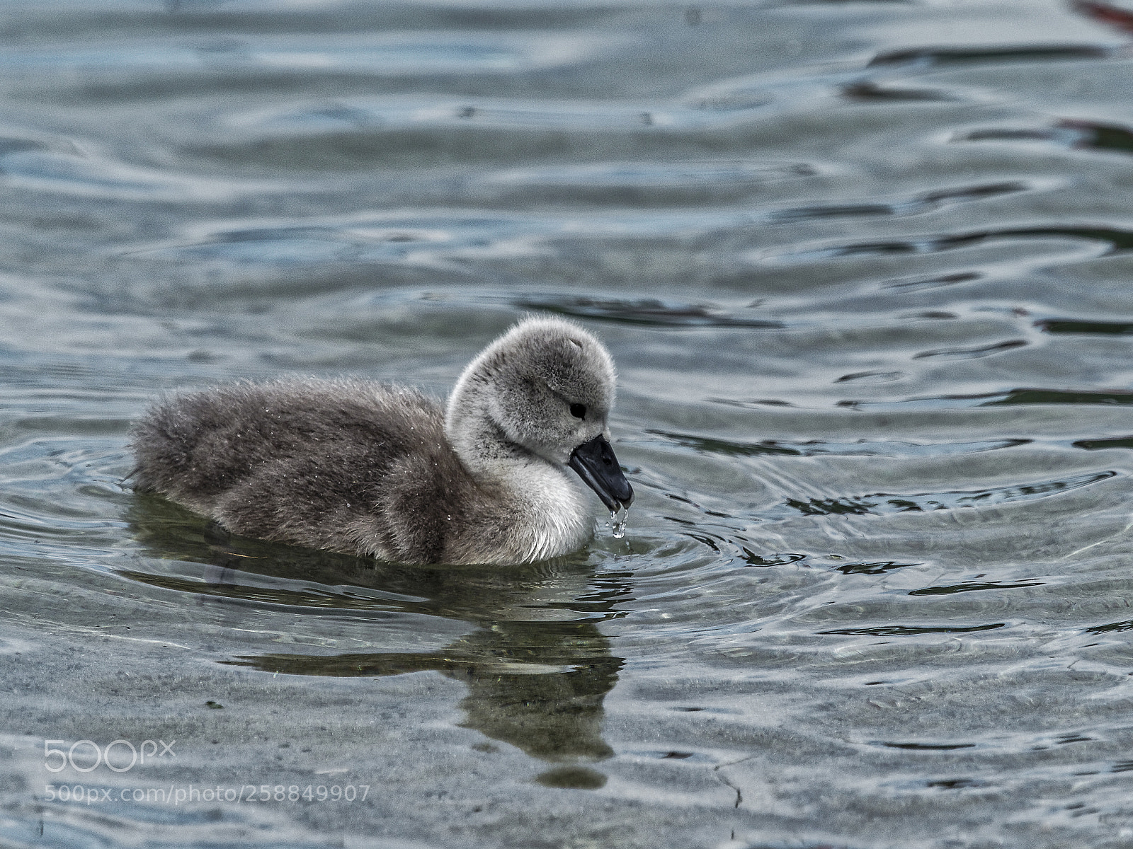 Olympus OM-D E-M1 Mark II sample photo. Swanling 2 photography