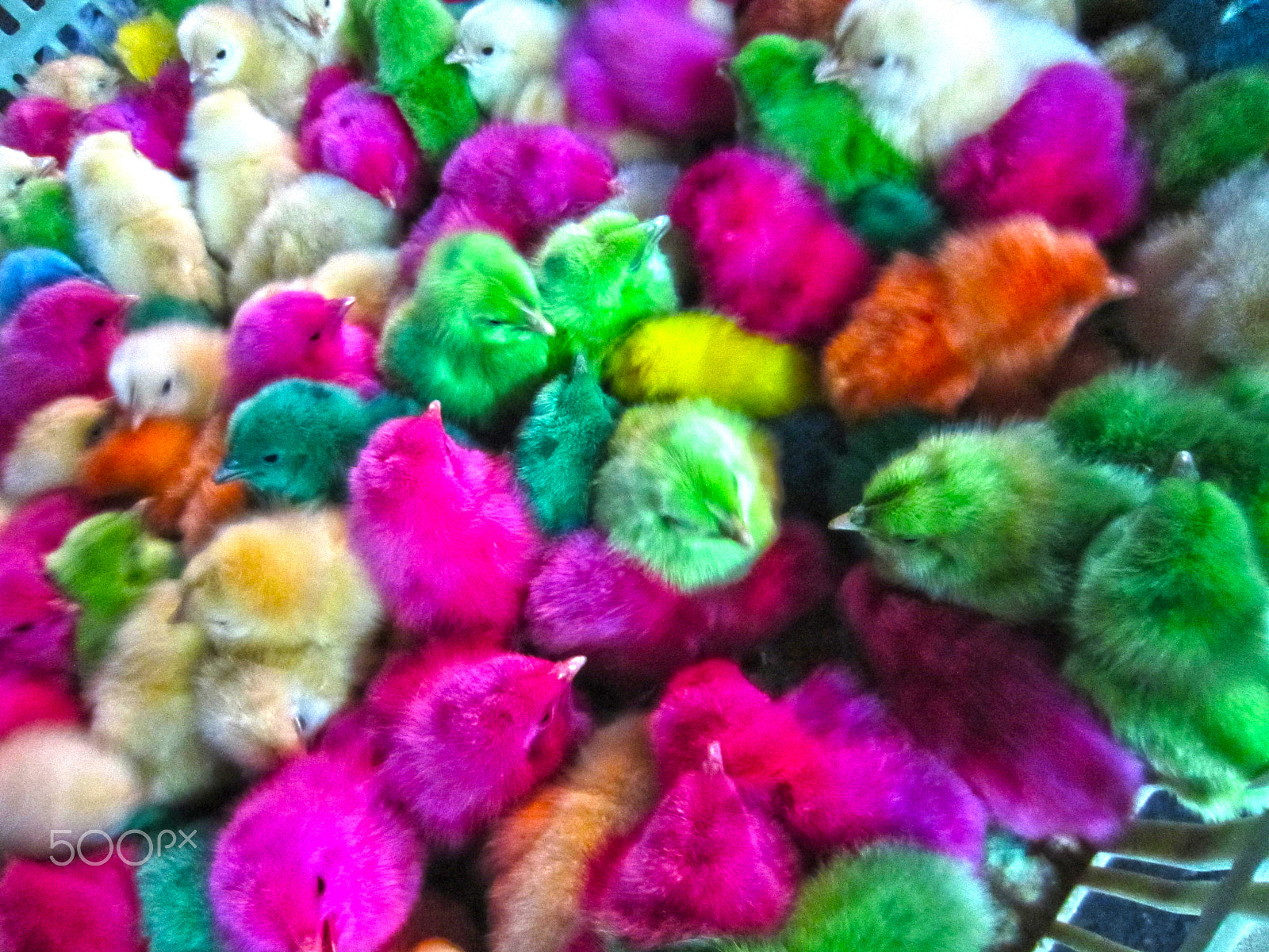 Canon PowerShot ELPH 300 HS (IXUS 220 HS / IXY 410F) sample photo. Colorful little chicks ♥ photography