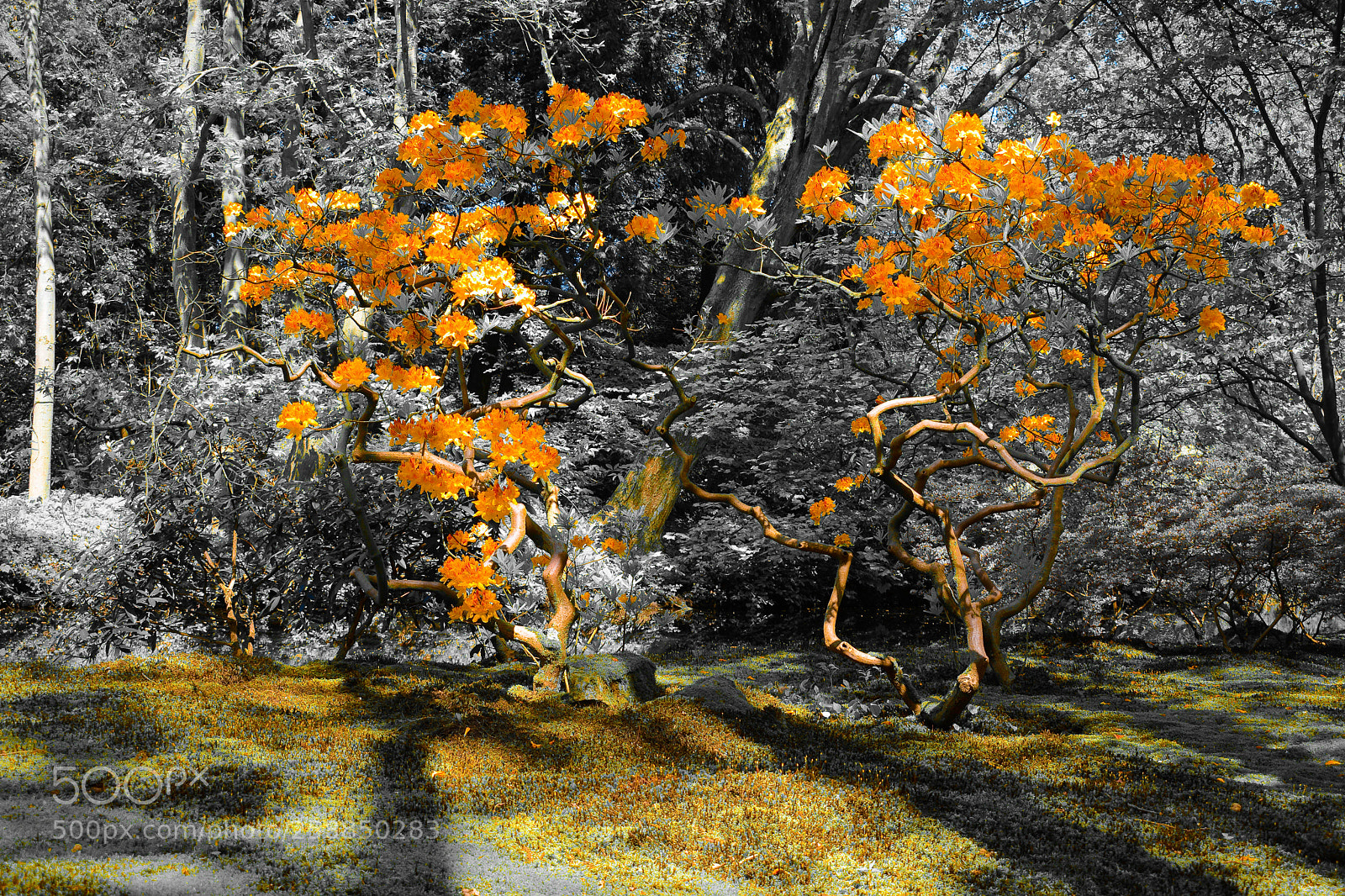 Nikon D5200 sample photo. Japanese garden photography