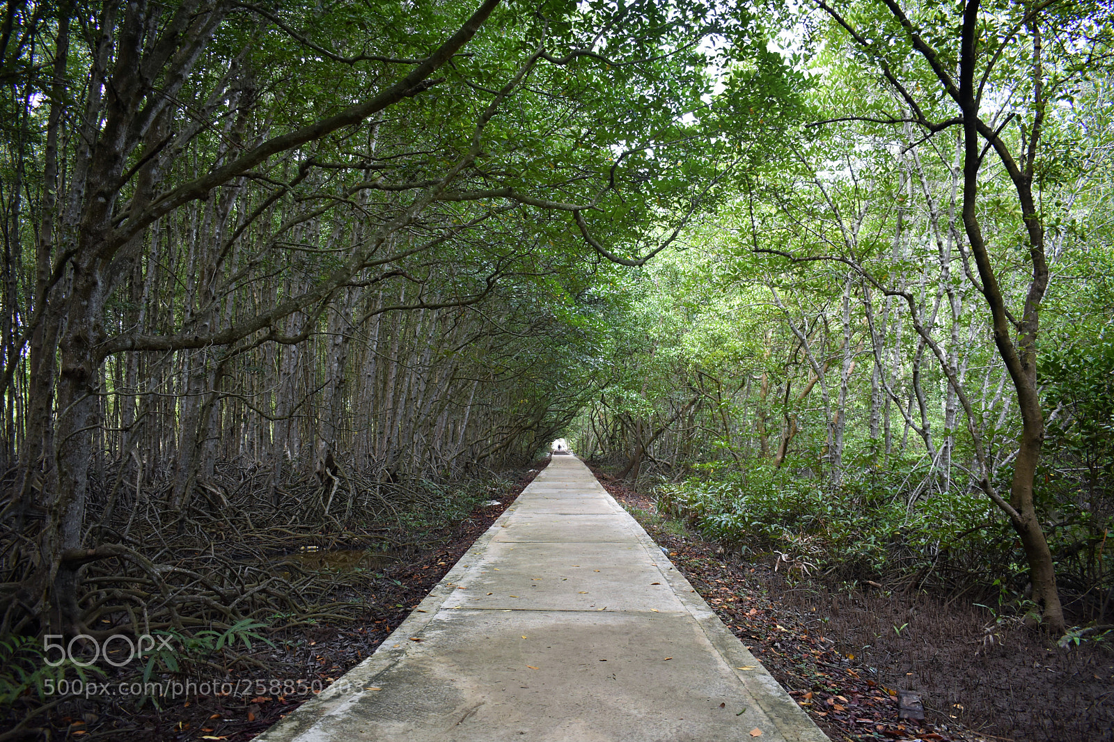 Nikon D3400 sample photo. Long and green path photography