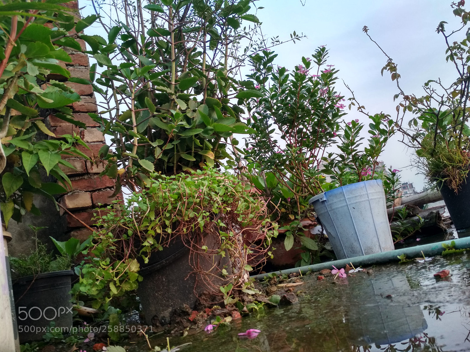 Xiaomi Redmi 4X sample photo. Untitled photography