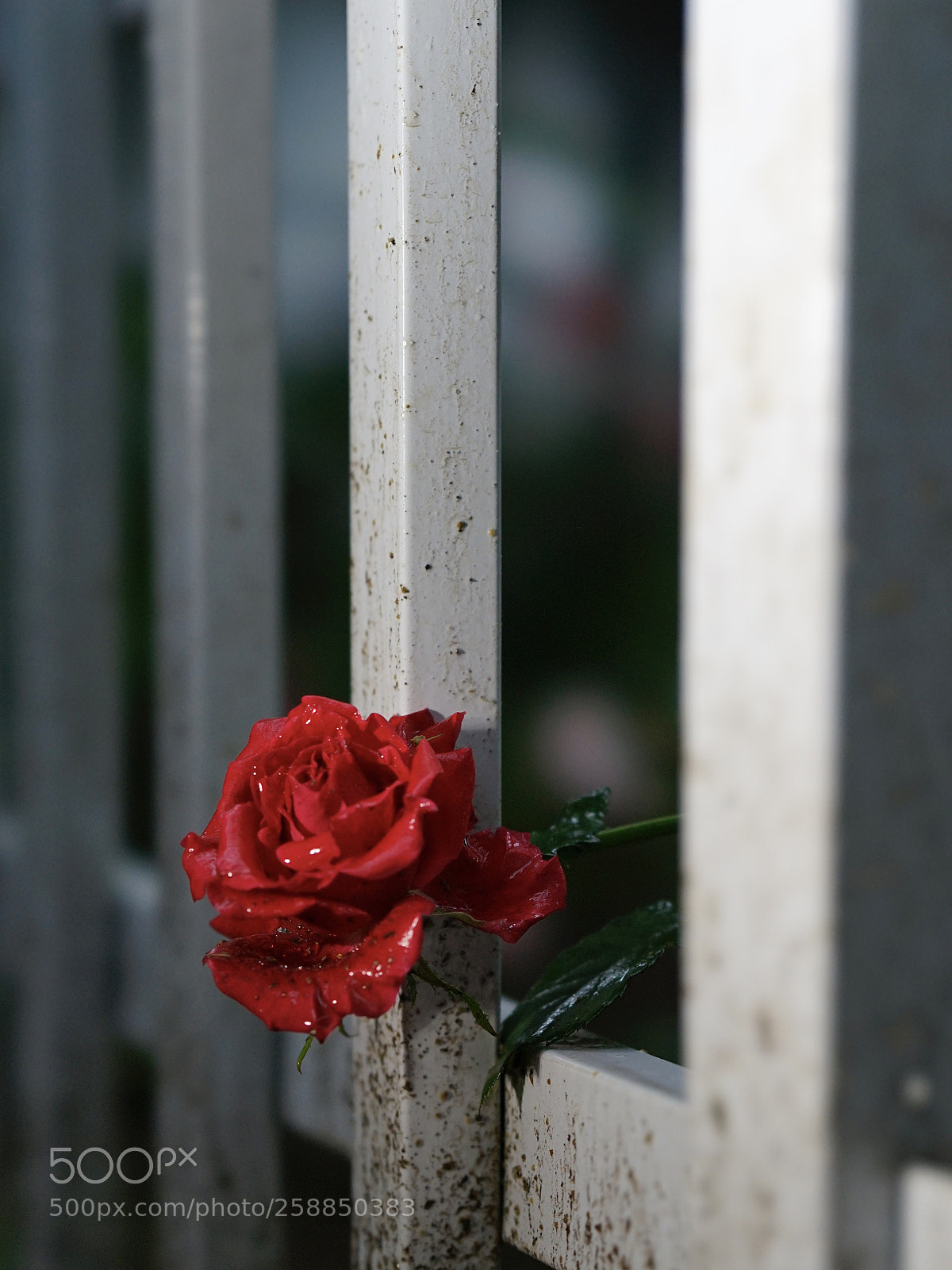 Sony a7 II sample photo. 出獄 photography