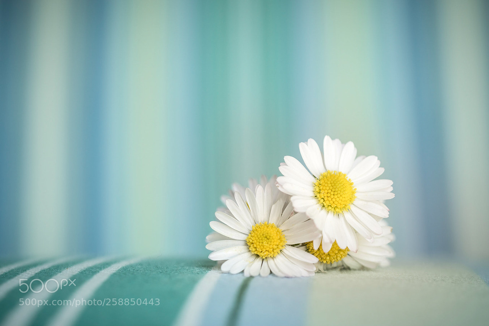Sony a6000 sample photo. Daisy variation  photography