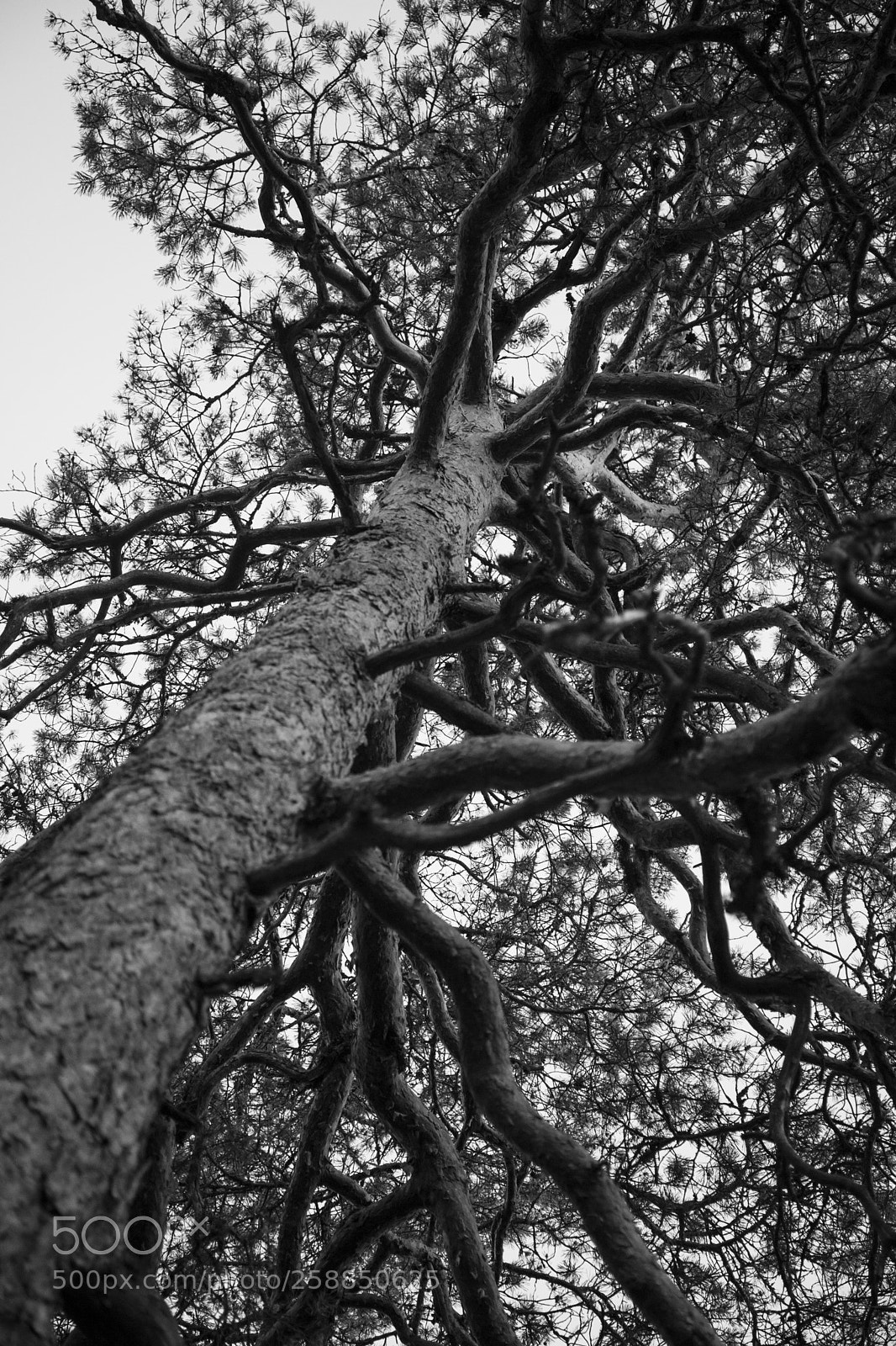 Canon EOS 6D Mark II sample photo. Natural fractal photography