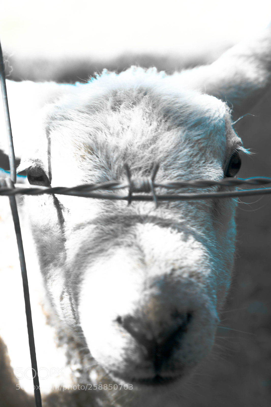 Nikon D5200 sample photo. Lamb photography