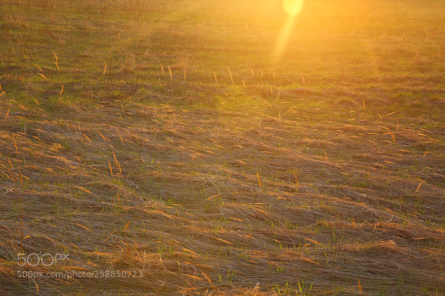 Canon EOS 6D sample photo. Img photography