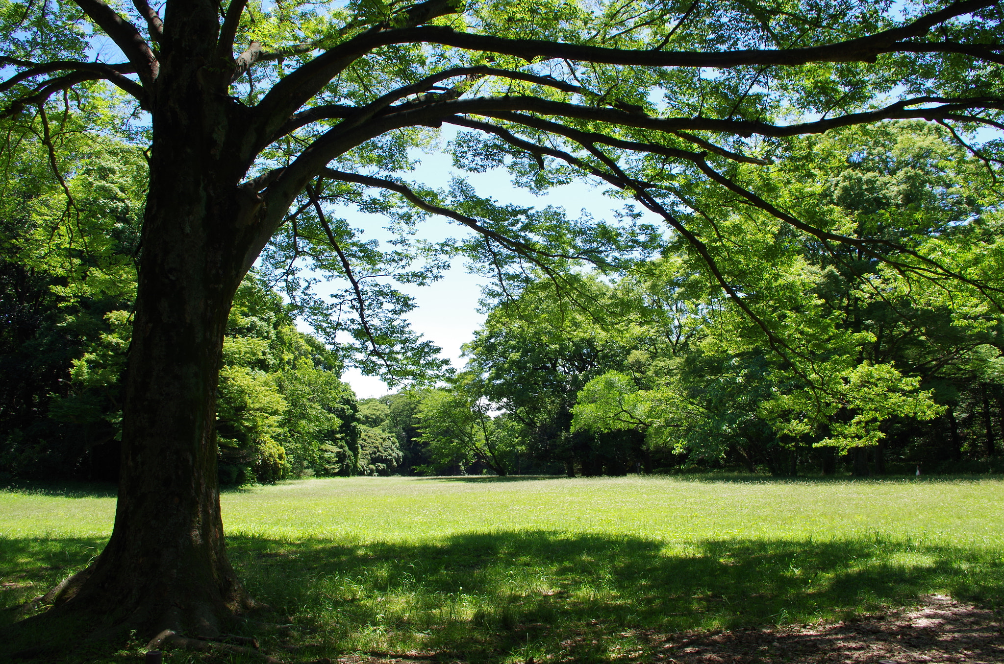 smc PENTAX-DA L 18-55mm F3.5-5.6 sample photo. Shade of a tree 2 photography