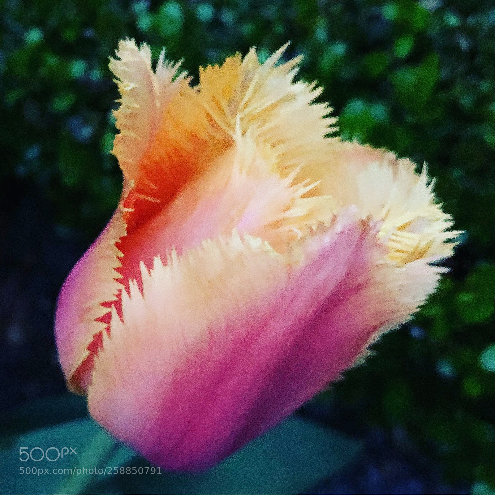 Apple iPhone 8 Plus sample photo. Magic tulip photography