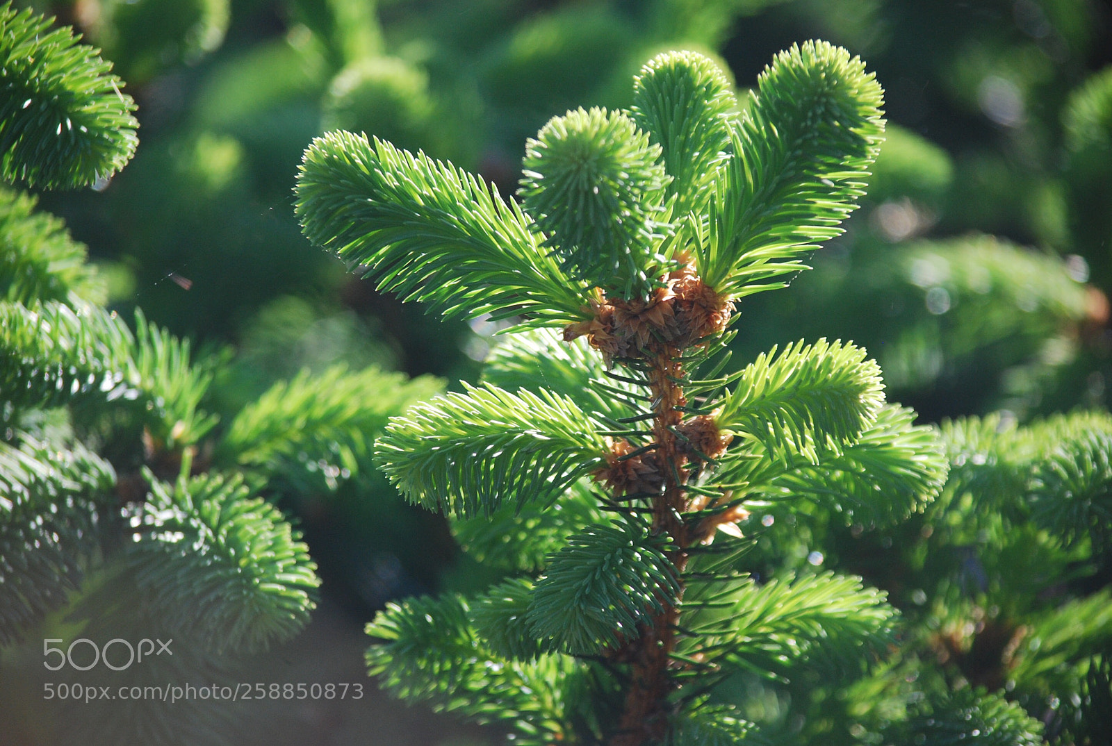 Nikon D40X sample photo. Norway spruce budding out photography