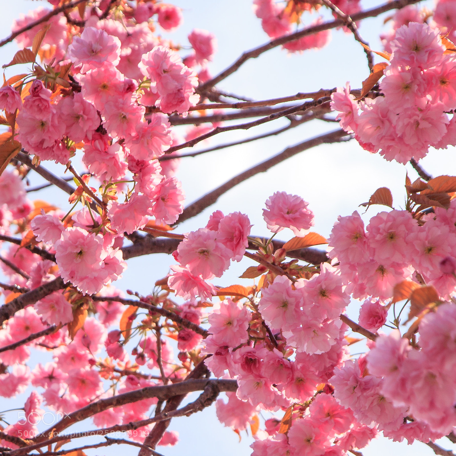Canon EOS 5D Mark II sample photo. Pink flower tree photography