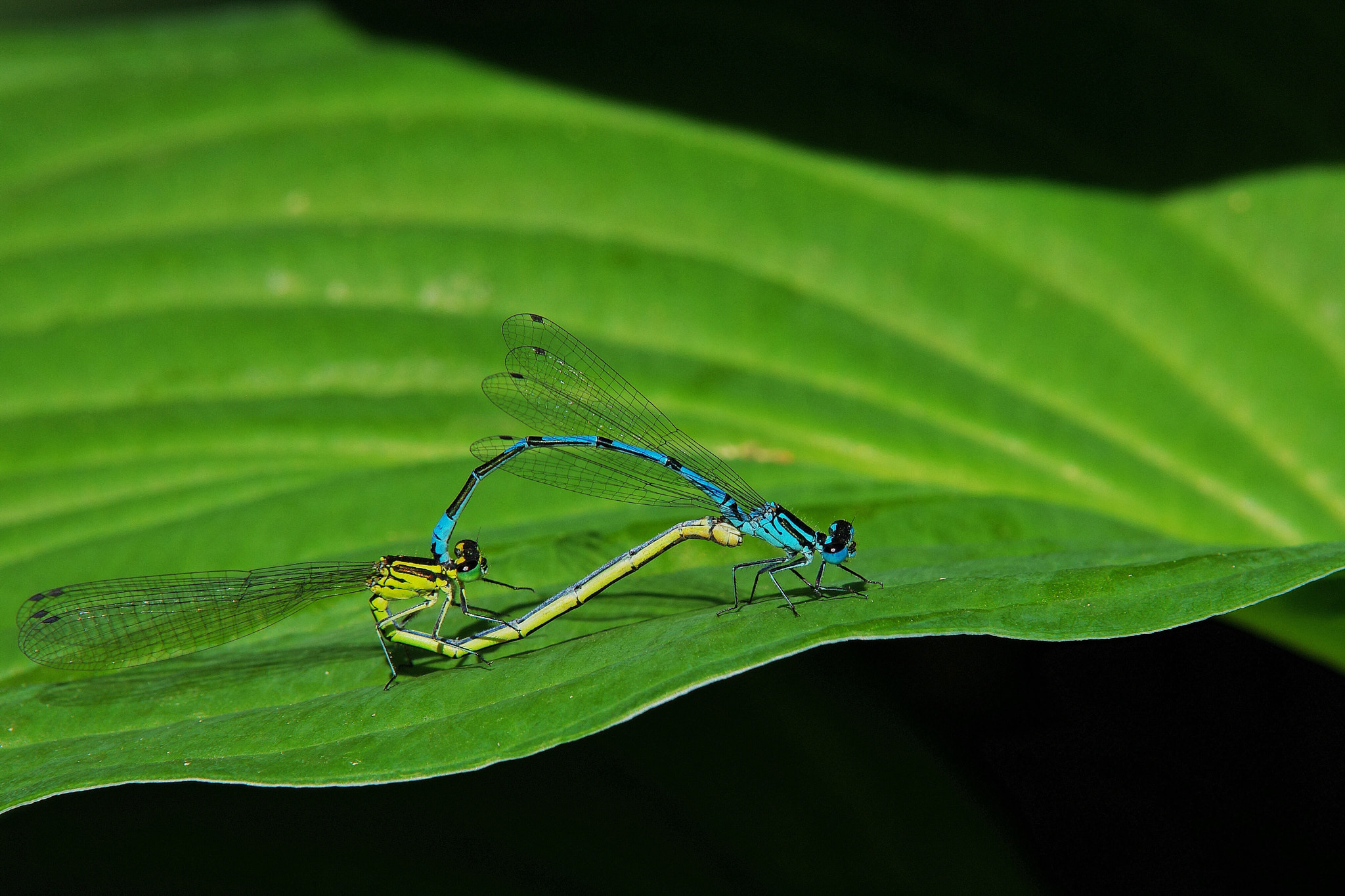 Pentax K-5 II sample photo. Dragon-fly photography