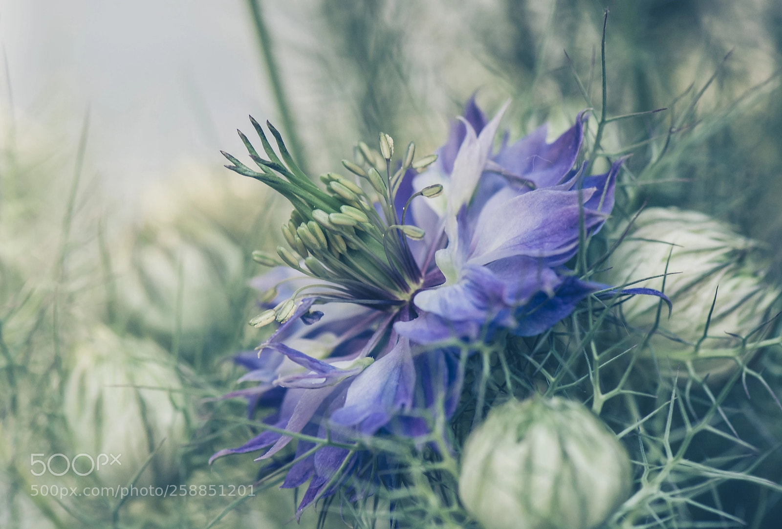 Nikon D7100 sample photo. Nigella damascena photography