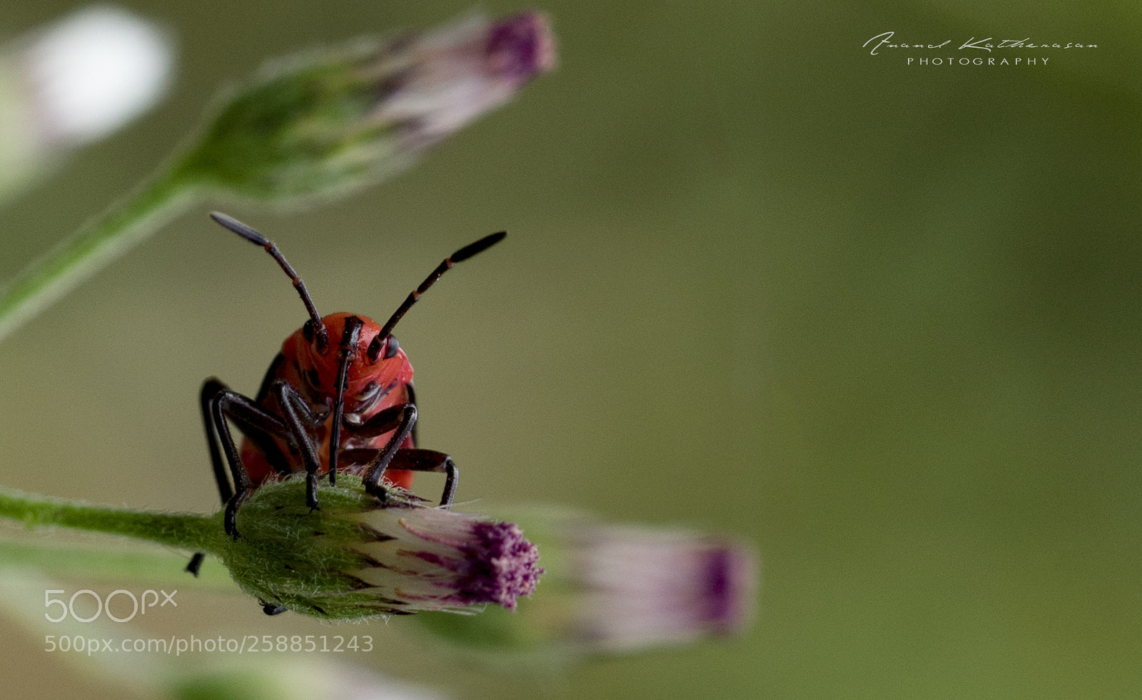 Sony a7R II sample photo. Bug photography