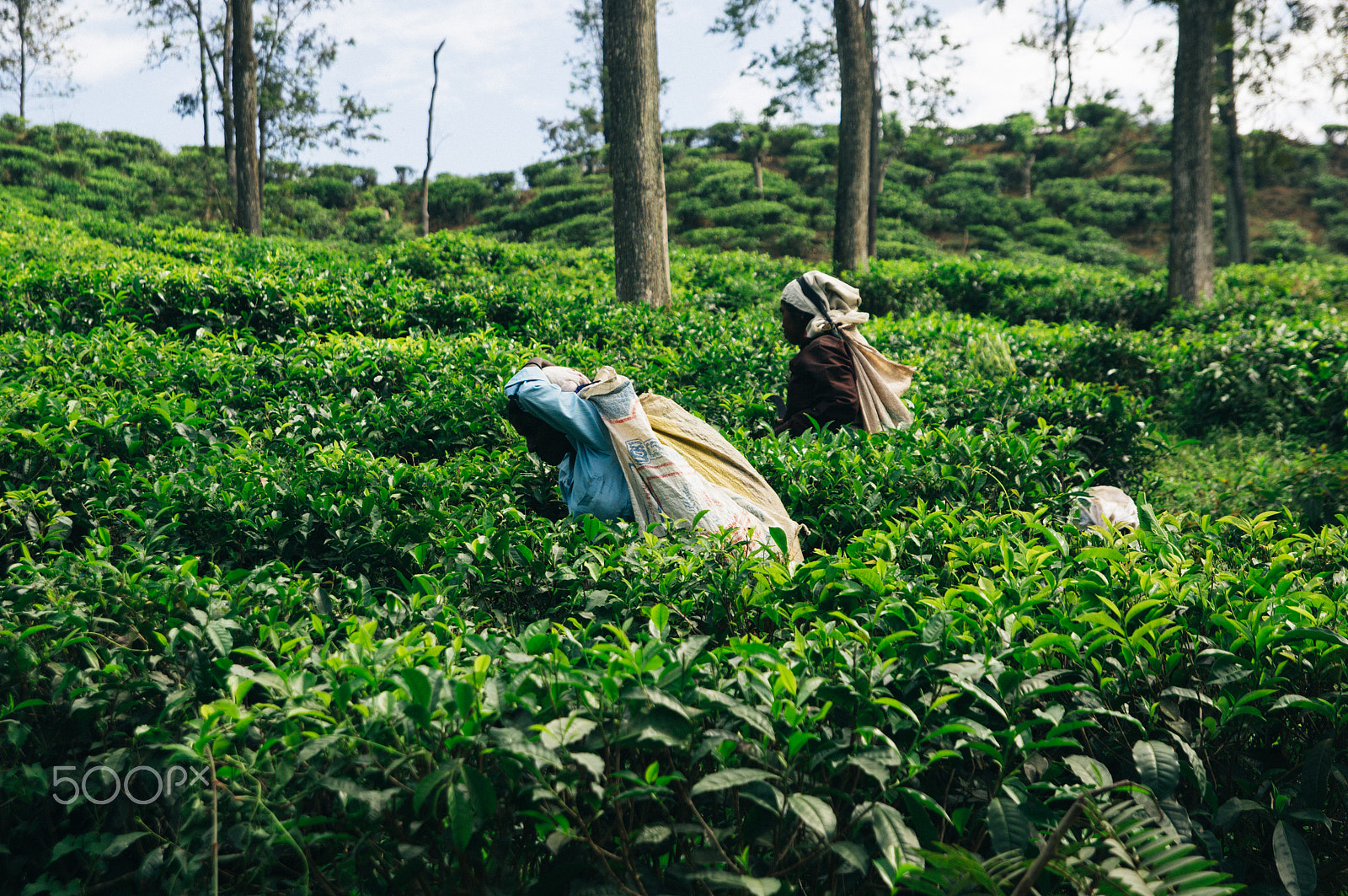 Sony Alpha DSLR-A580 sample photo. Sri lanka photography