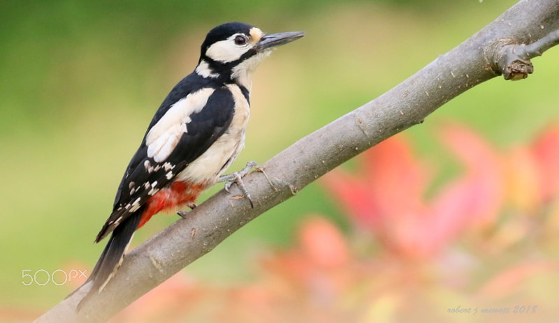 Canon EOS 7D Mark II sample photo. Greater spotted woodpecker photography