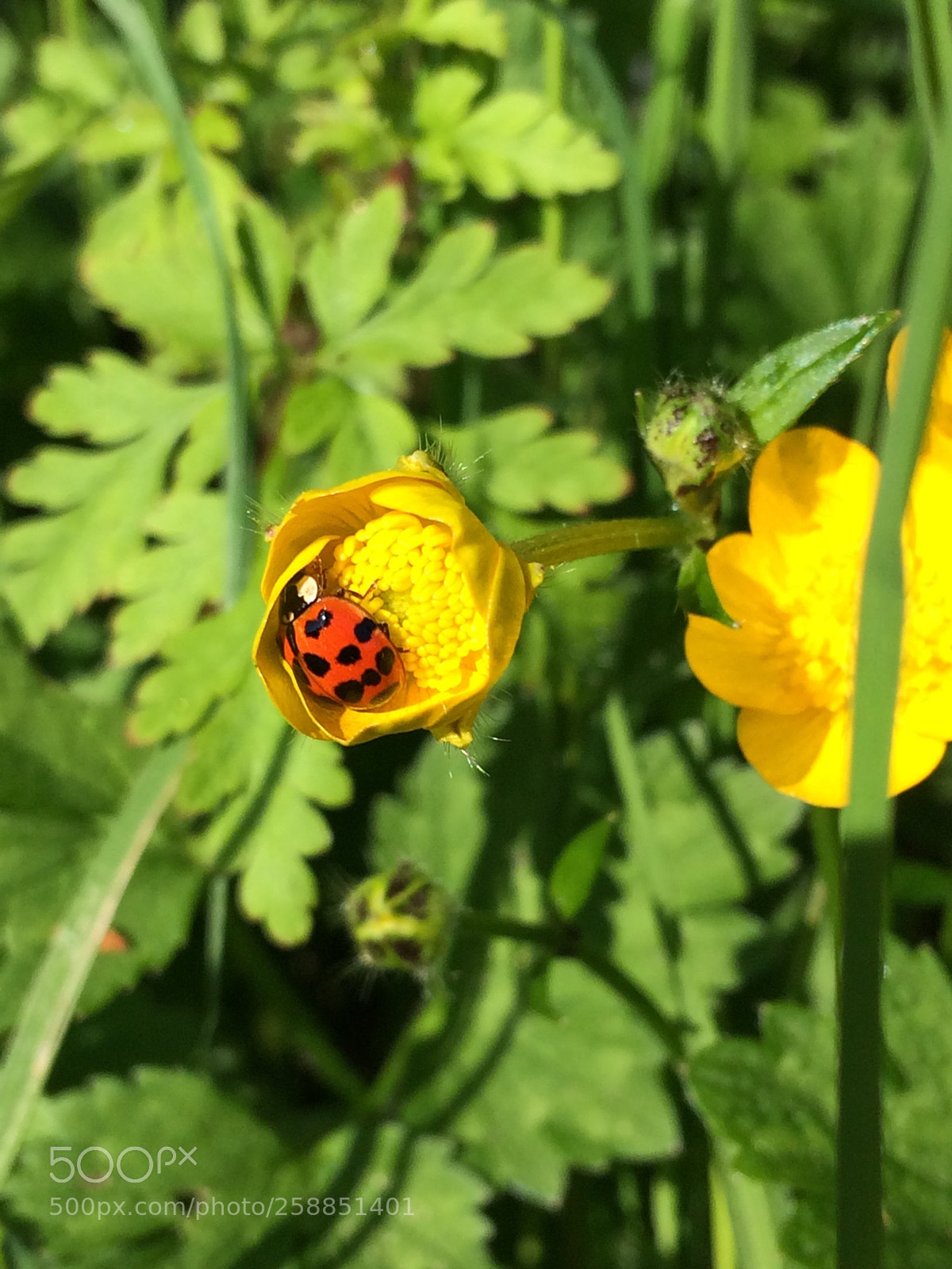 Apple iPhone 5s sample photo. Untitled photography