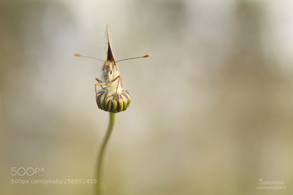 Nikon D7100 sample photo. Butterfly photography