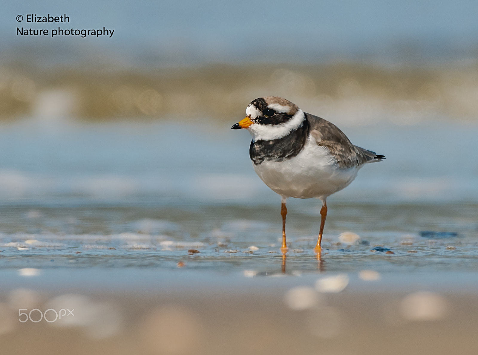 Nikon AF-S Nikkor 200-500mm F5.6E ED VR sample photo. Ringed plover at the seashore photography