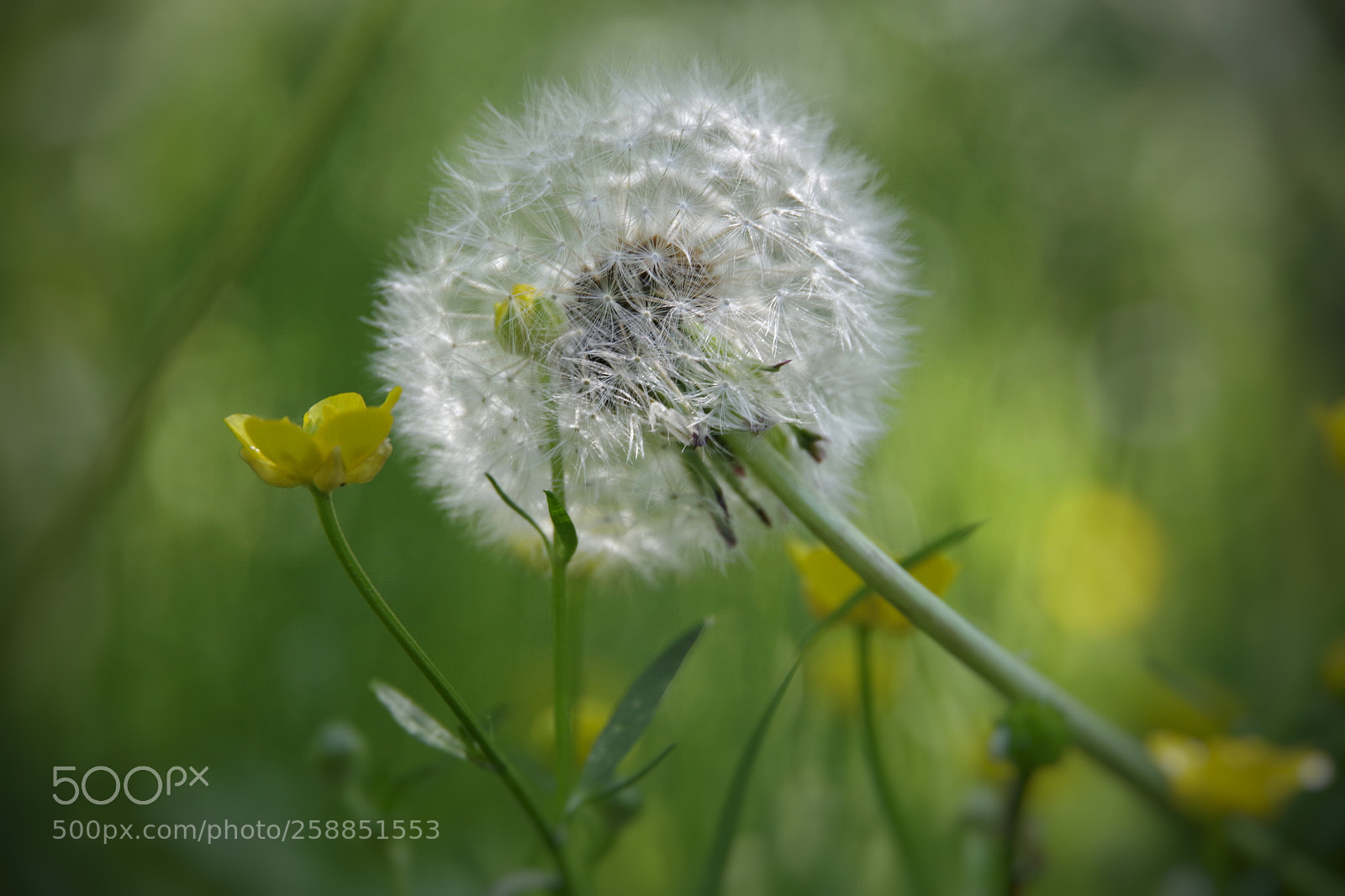 Pentax K-70 sample photo. Untitled photography