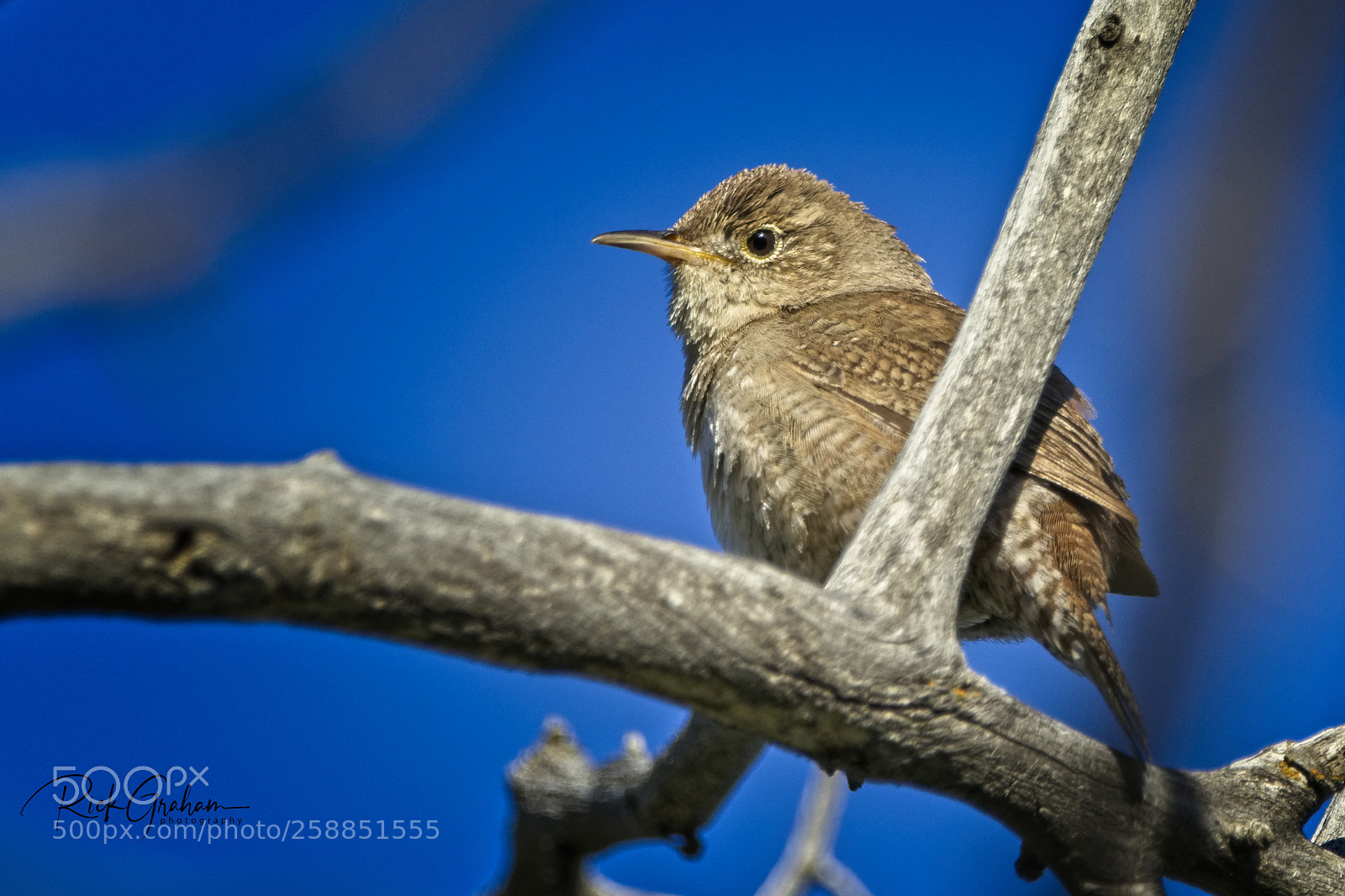 Canon EOS 80D sample photo. House wren photography