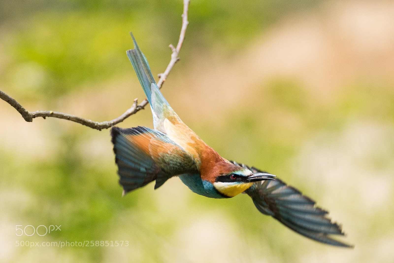 Nikon D500 sample photo. Bee eater photography