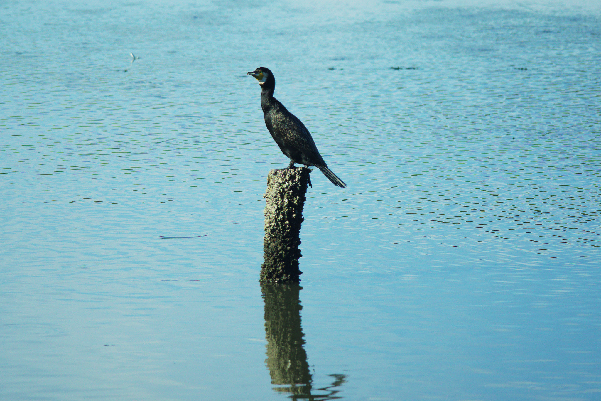 A Series Lens sample photo. Great cormorant photography