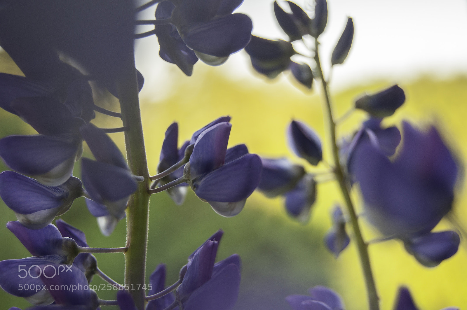 Nikon D5000 sample photo. A lupine photography