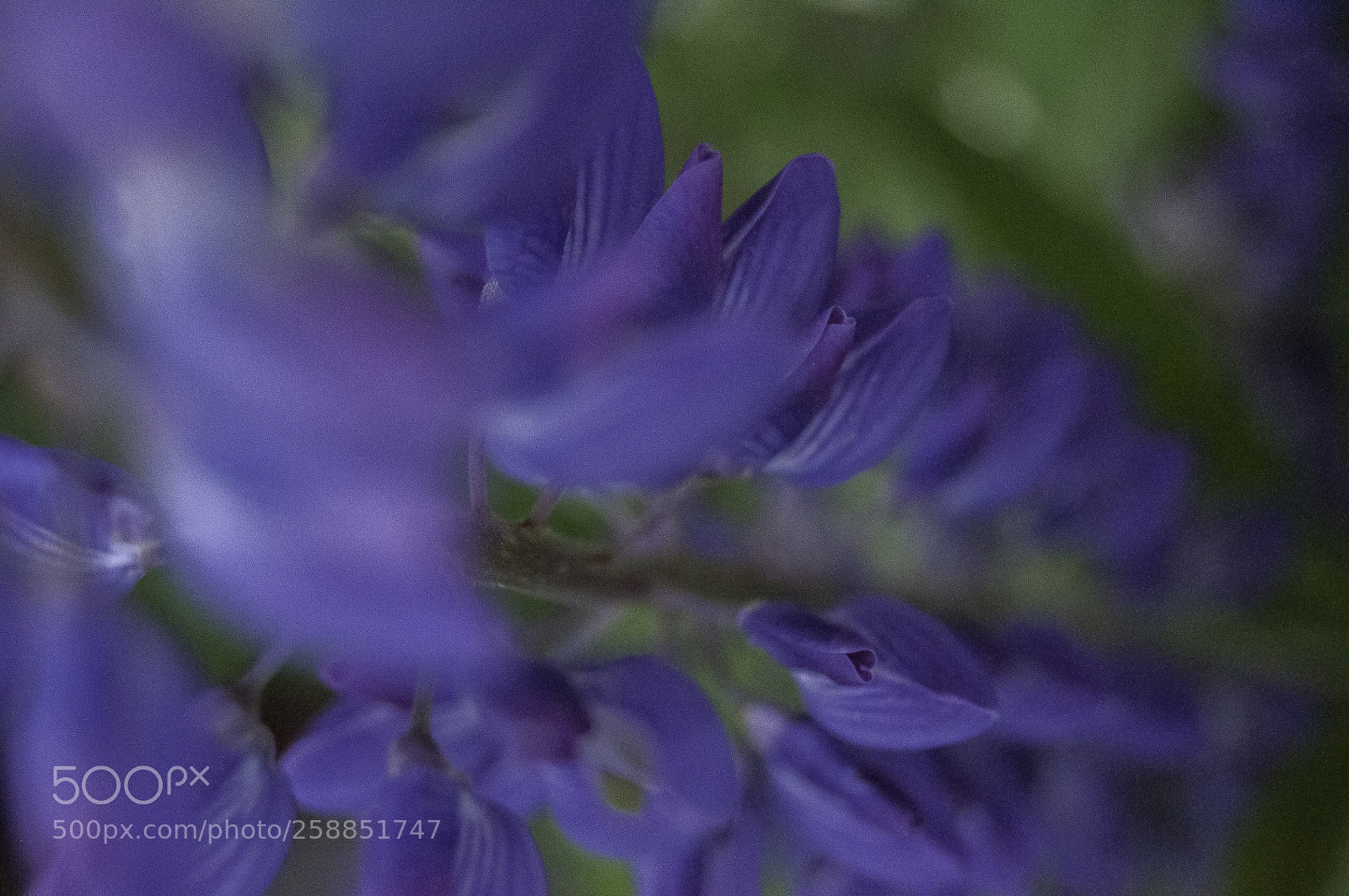 Nikon D5000 sample photo. A lupine photography