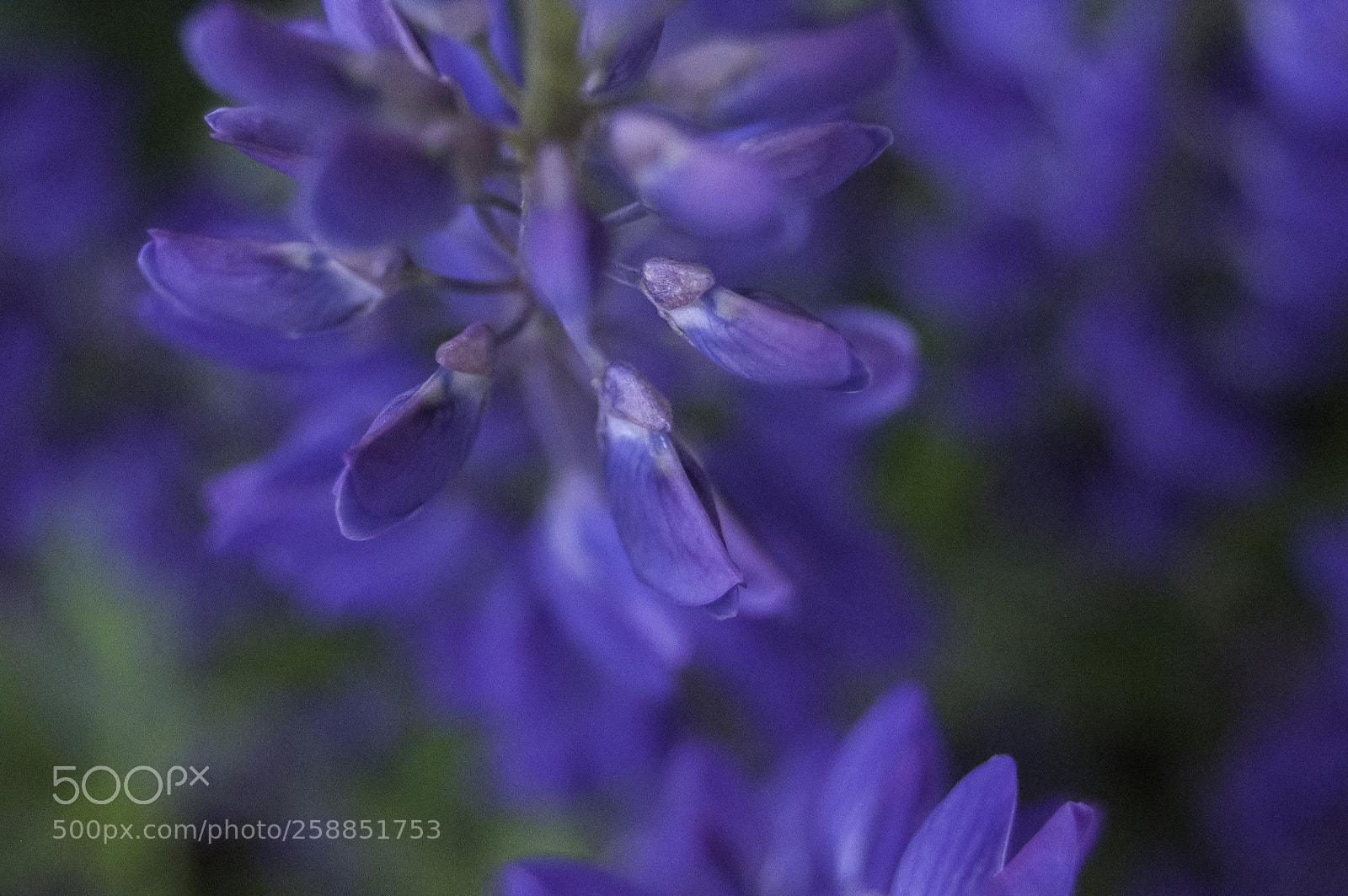 Nikon D5000 sample photo. A lupine photography