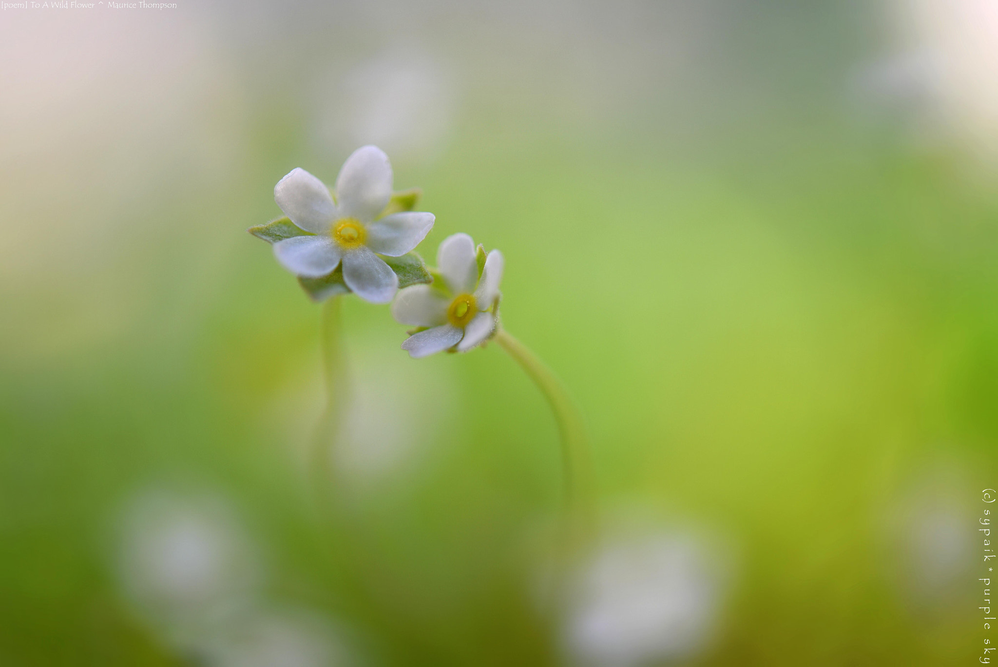 Nikon AF-S Micro-Nikkor 60mm F2.8G ED sample photo. To a wild flower *** photography