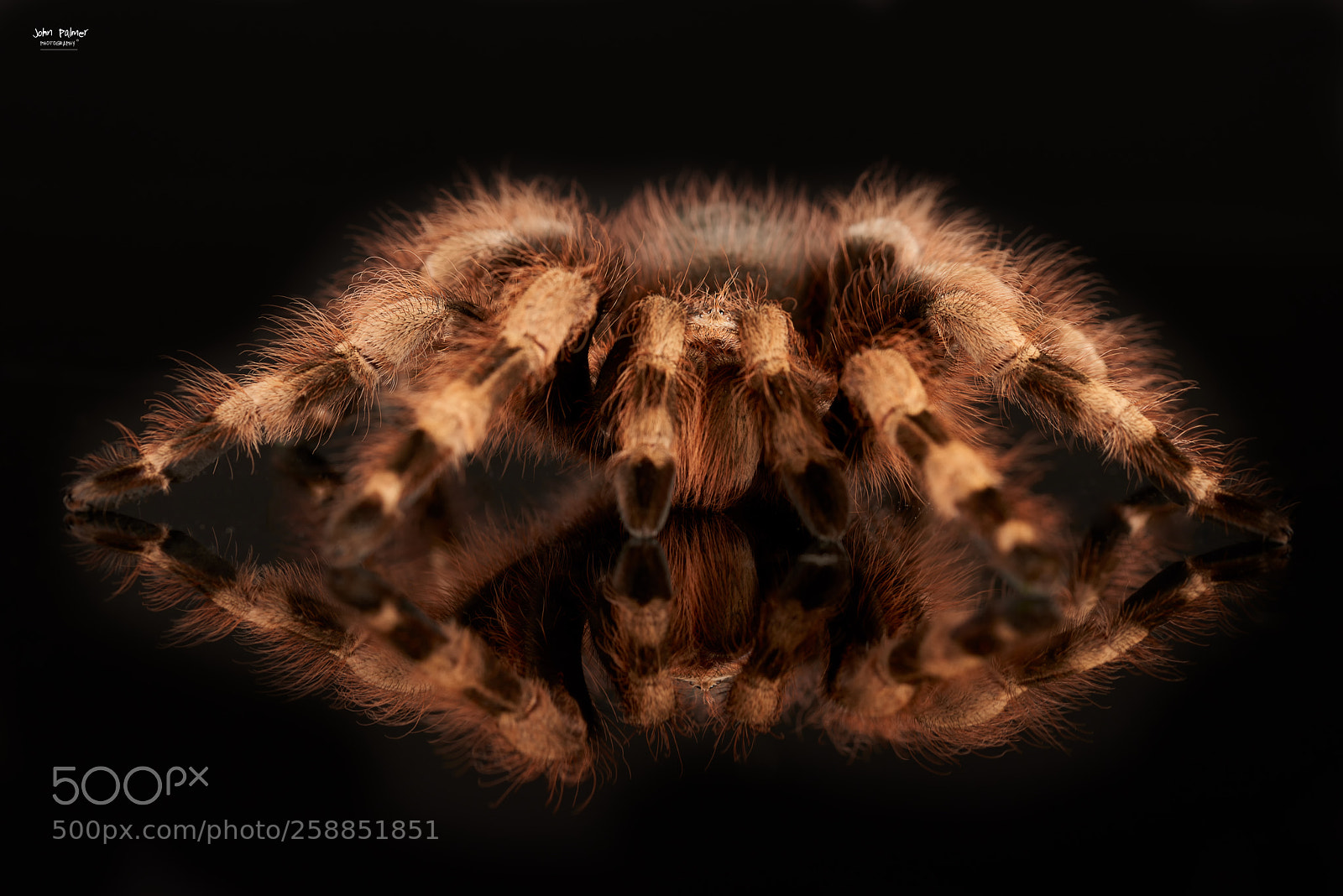 Nikon D810 sample photo. Brazilian white kneed tarantula photography
