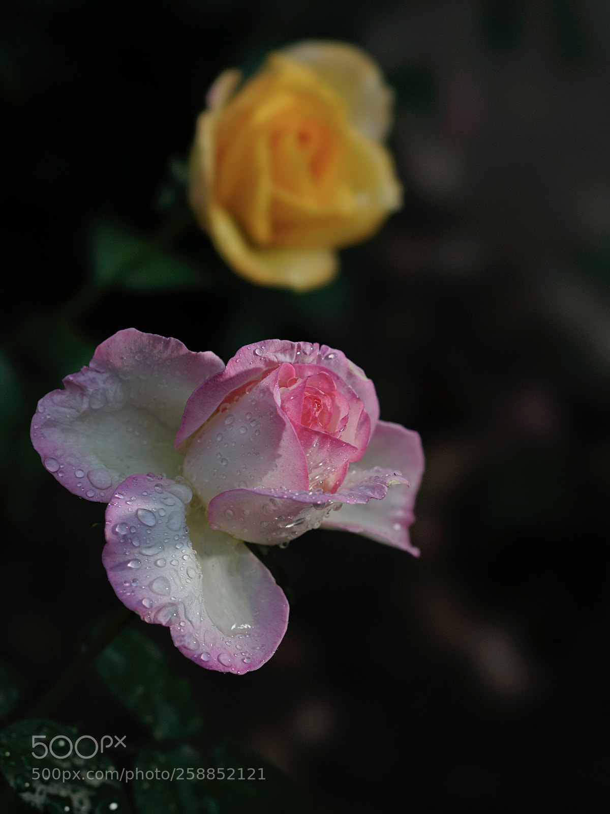 Sony a7 II sample photo. 粉色才是老大 photography