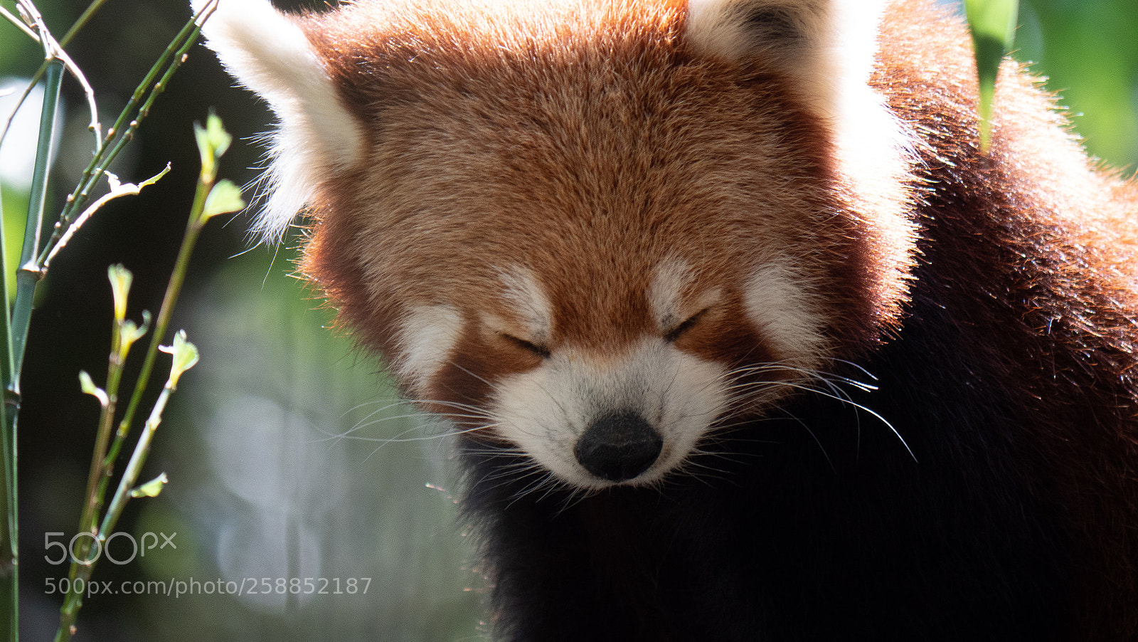 Panasonic Lumix DC-GH5 sample photo. Zoo la palmire panda photography
