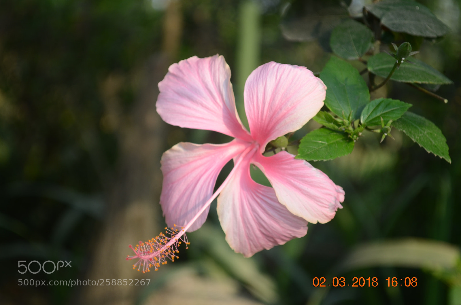 Nikon D5100 sample photo. My garden photography