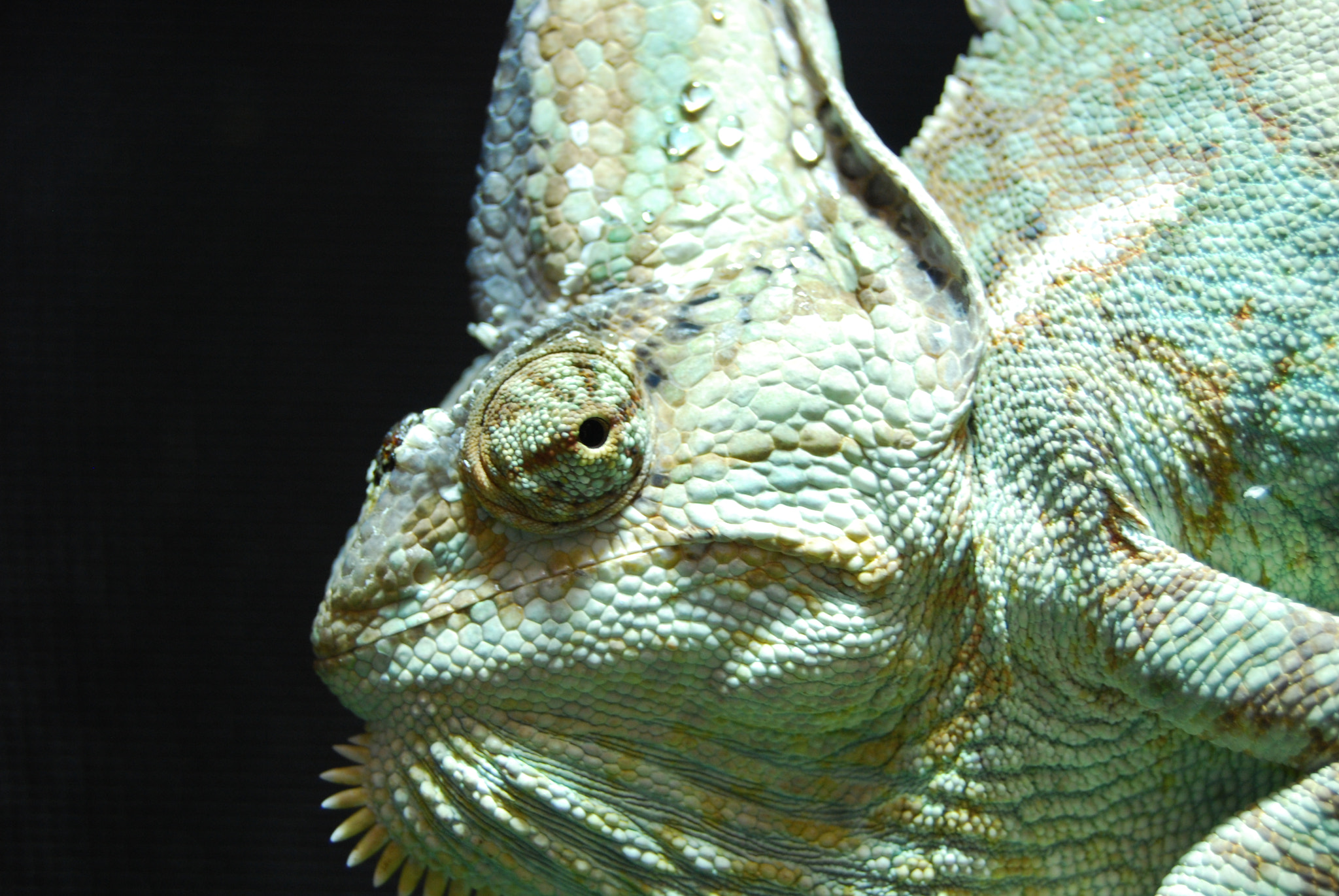 Nikon D40X sample photo. Chameleon photography
