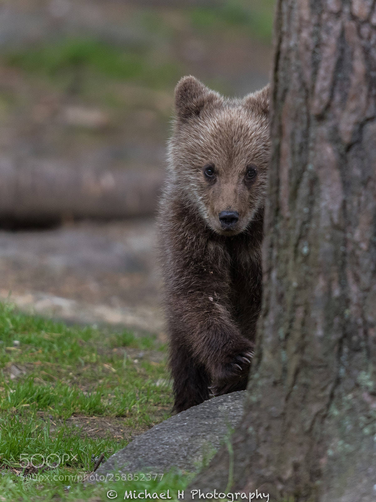 Nikon D810 sample photo. Bear child photography