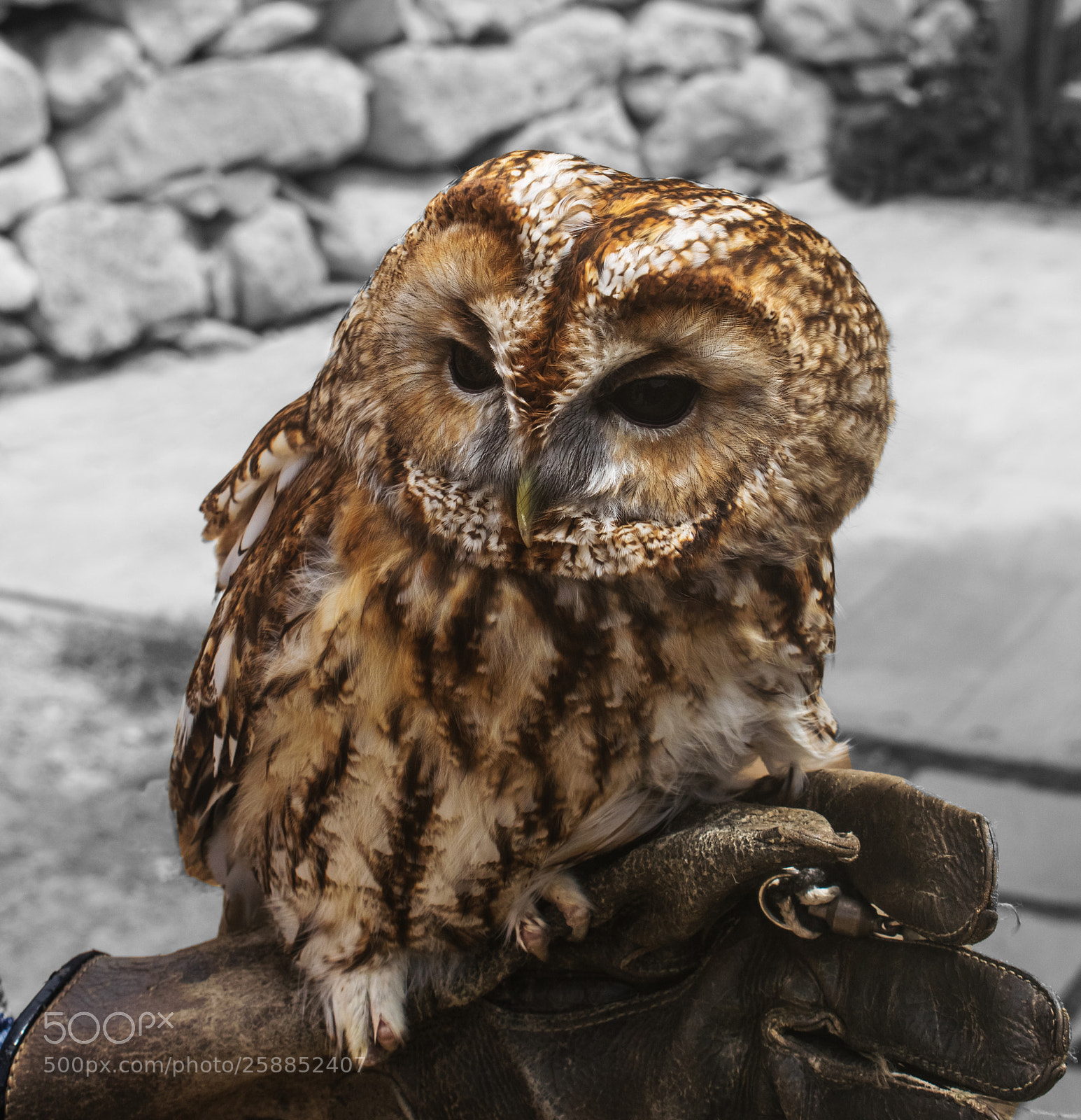 Nikon D3300 sample photo. The tawny owl photography