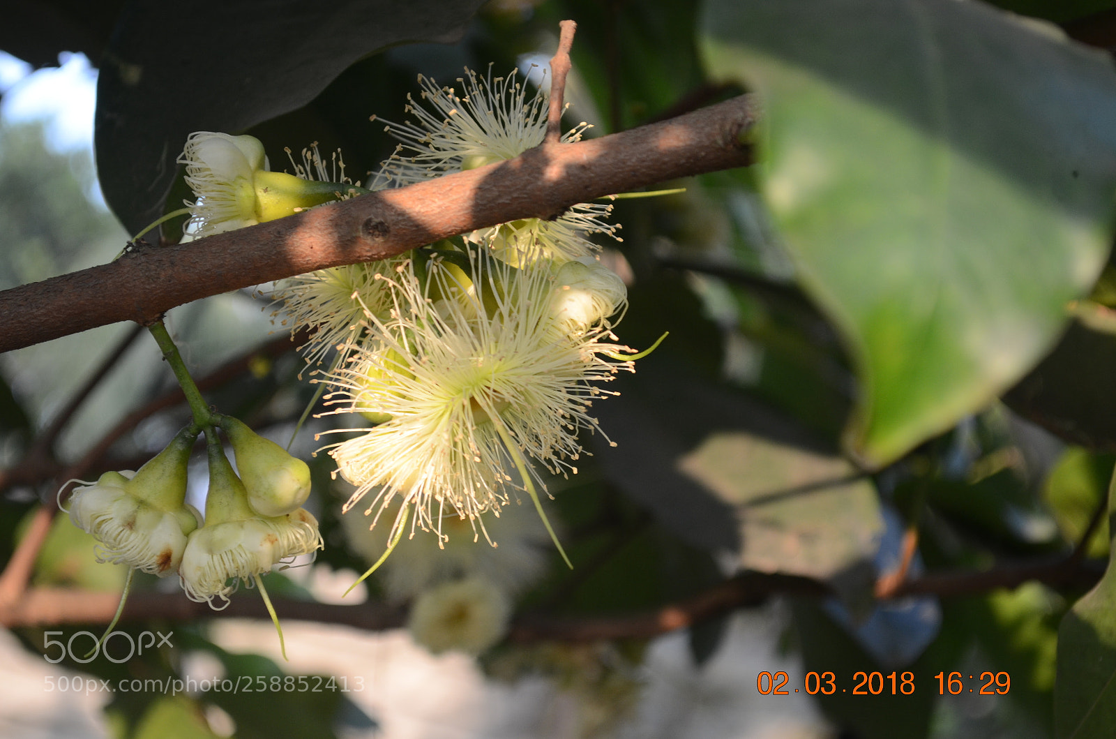Nikon D5100 sample photo. My garden photography