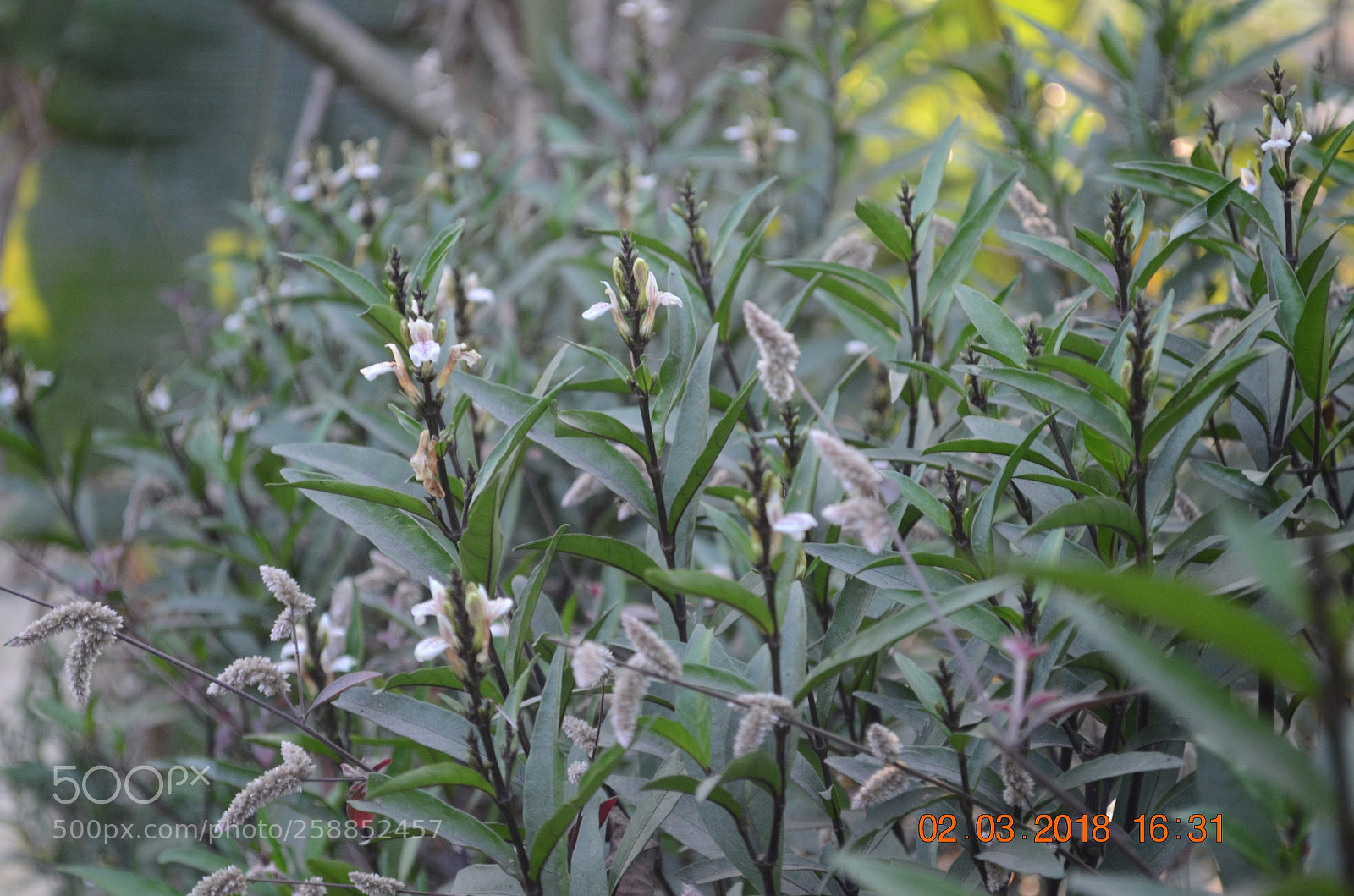 Nikon D5100 sample photo. My garden photography