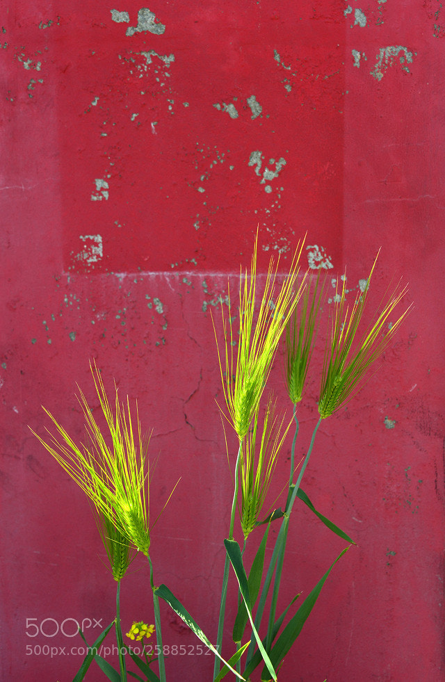 Nikon D800 sample photo. Barley photography