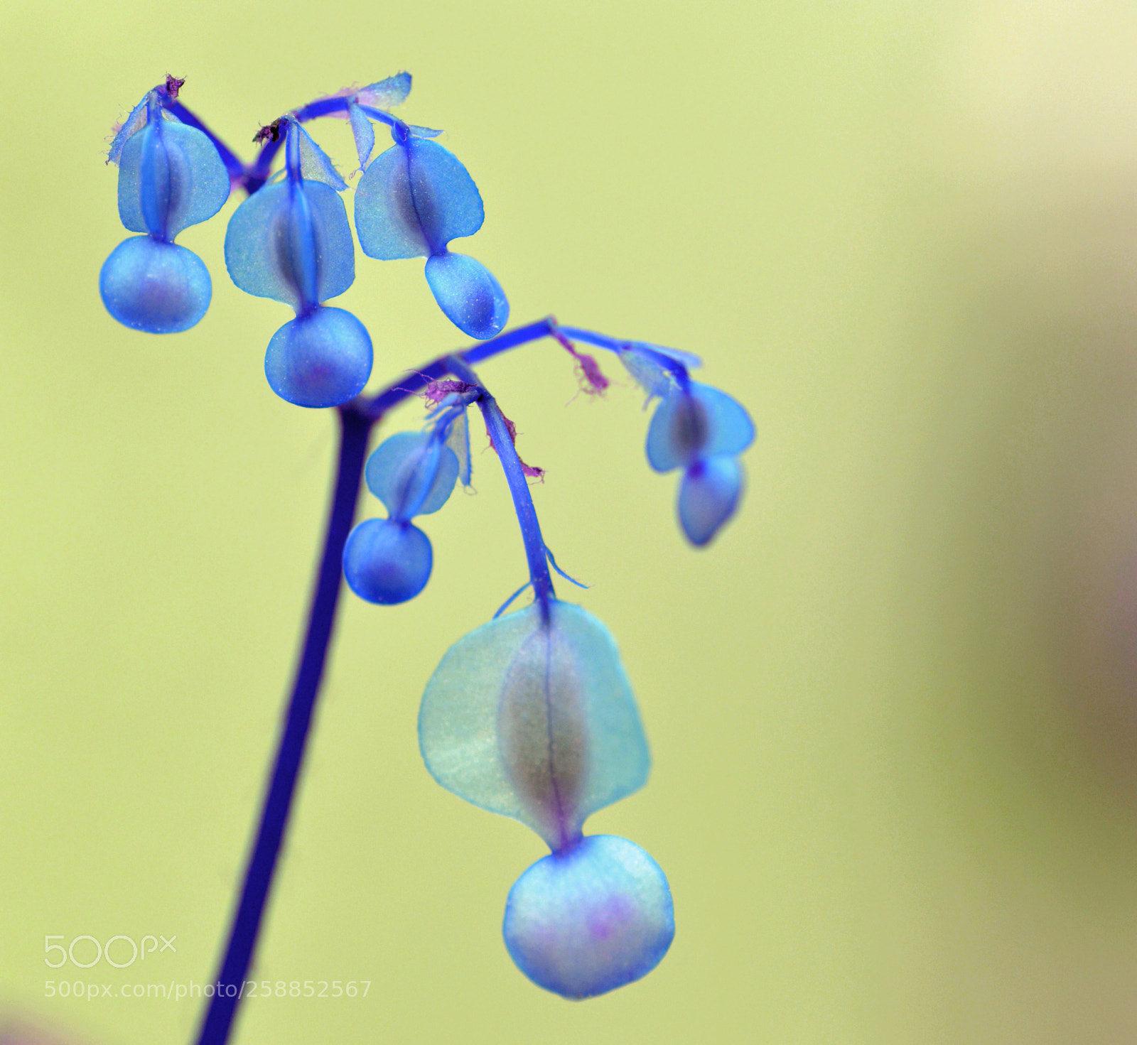 Nikon D3200 sample photo. Macro  primavera-mayo photography