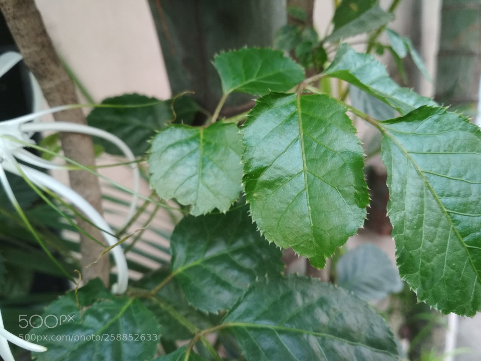 Xiaomi Redmi 4X sample photo. Untitled photography