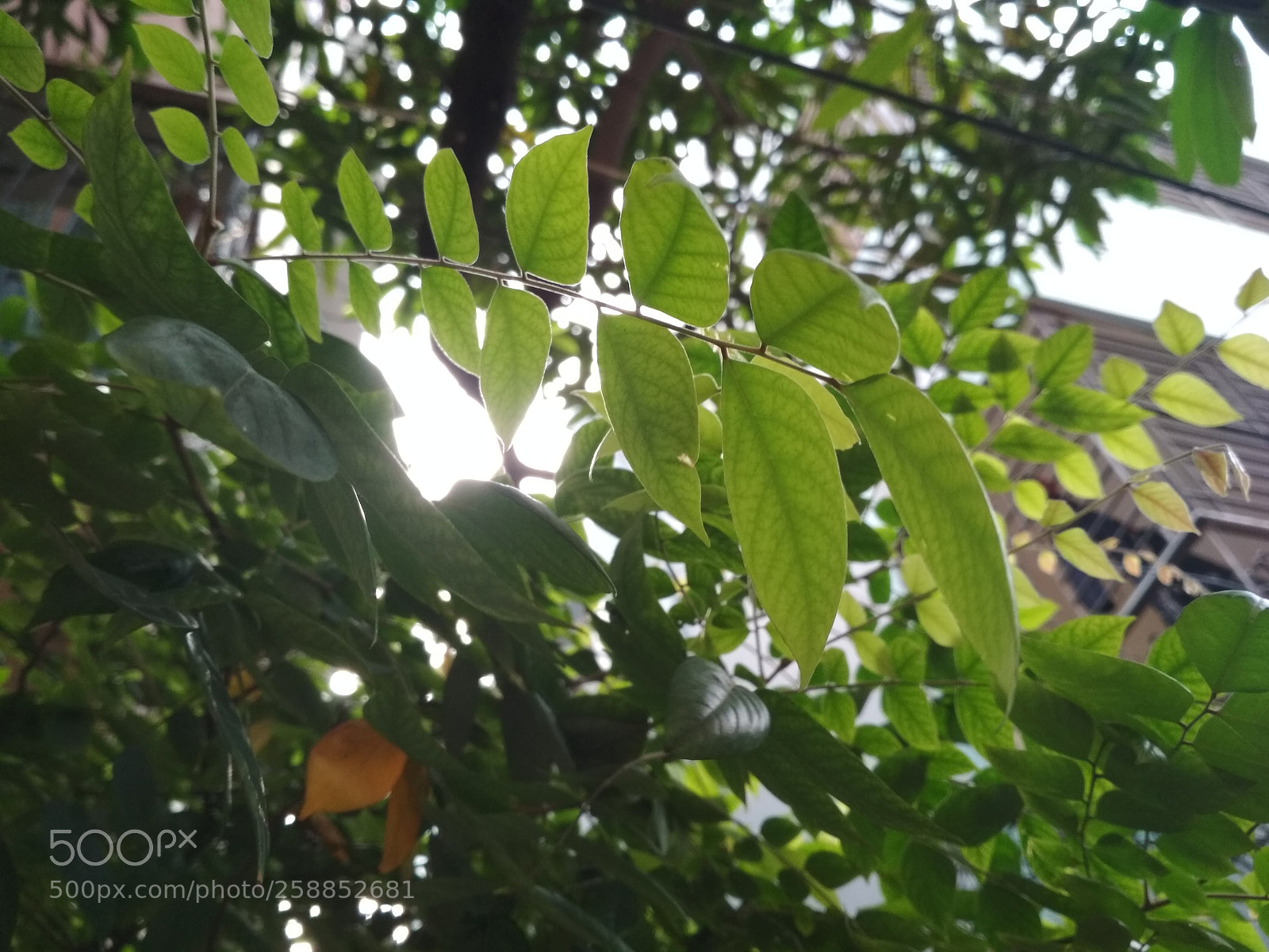Xiaomi Redmi 4X sample photo. Untitled photography